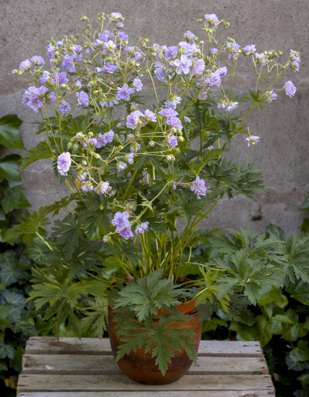 Snaputis 'Cloud Nine'