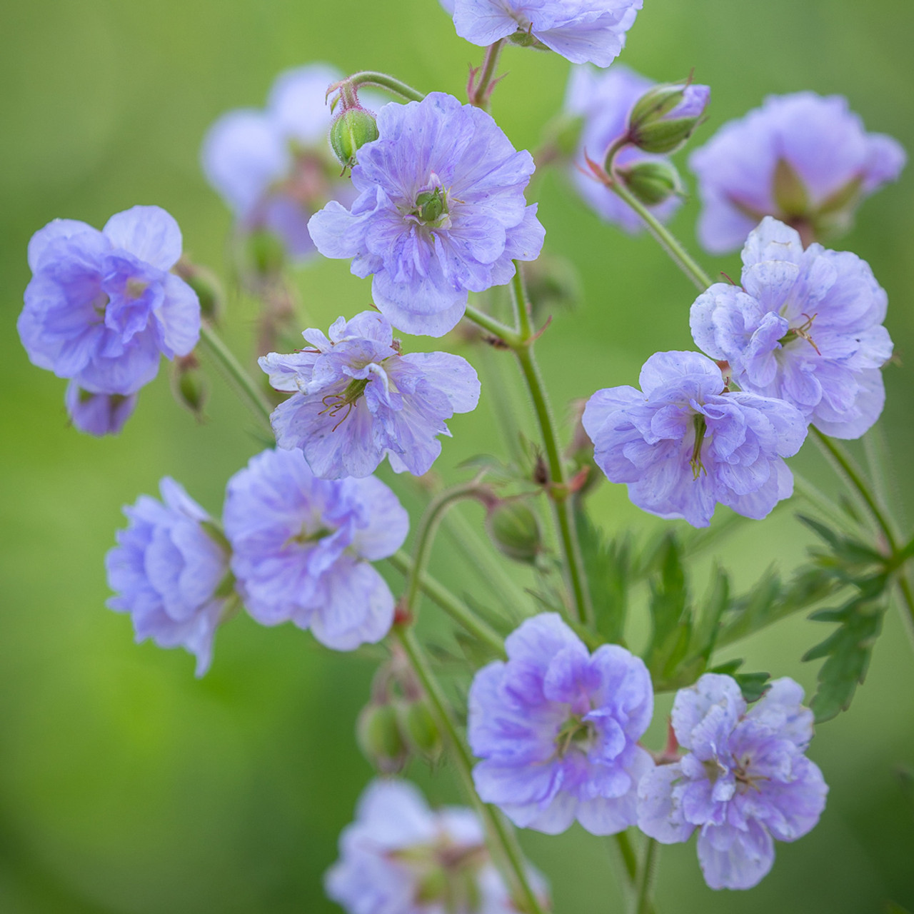 Snaputis 'Cloud Nine'