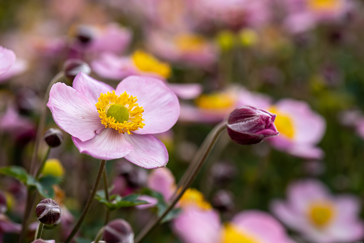 Plukė 'Little Breeze Candy'