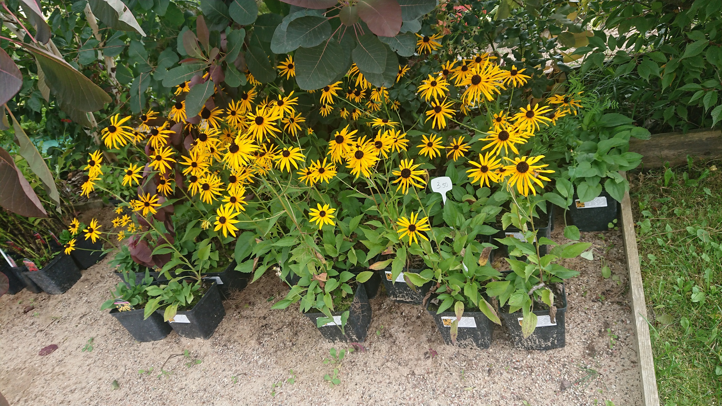 Rudbekija 'Forever Gold'