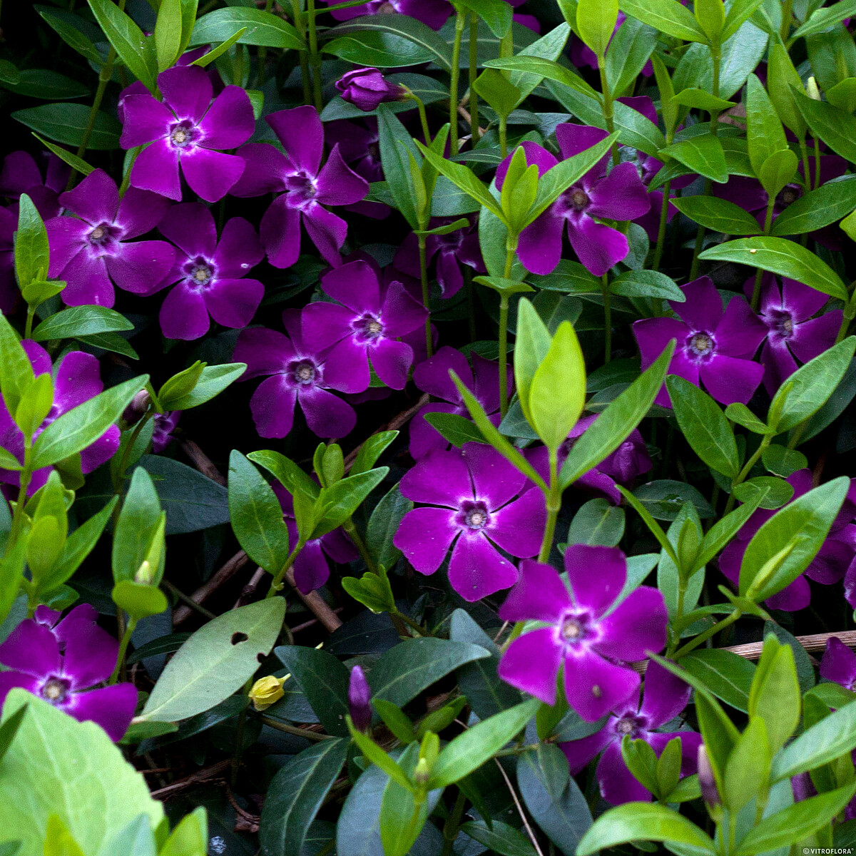 Žiemė mažoji 'Atropurpurea'