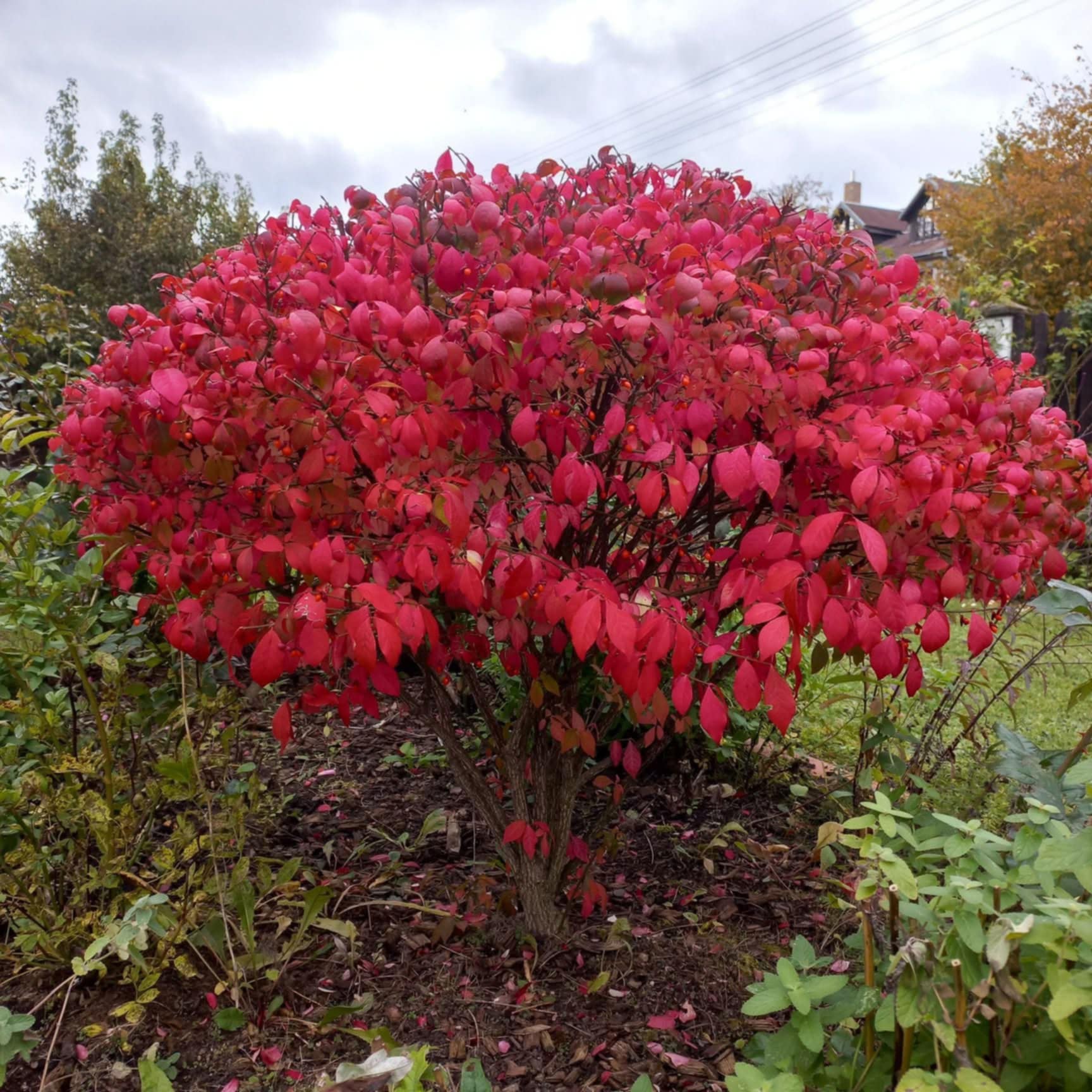 Sparnuotasis ožekšnis 'Compactus'