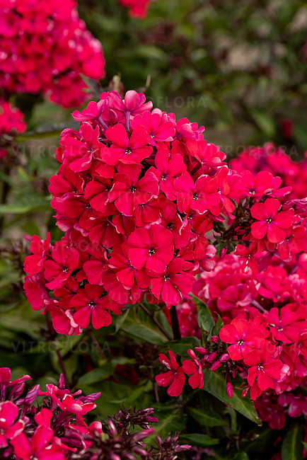 Flioksas šluotelinis 'Starfire'
