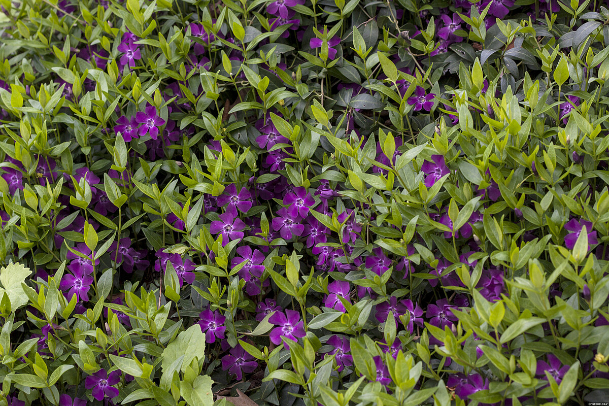 Žiemė mažoji 'Atropurpurea'