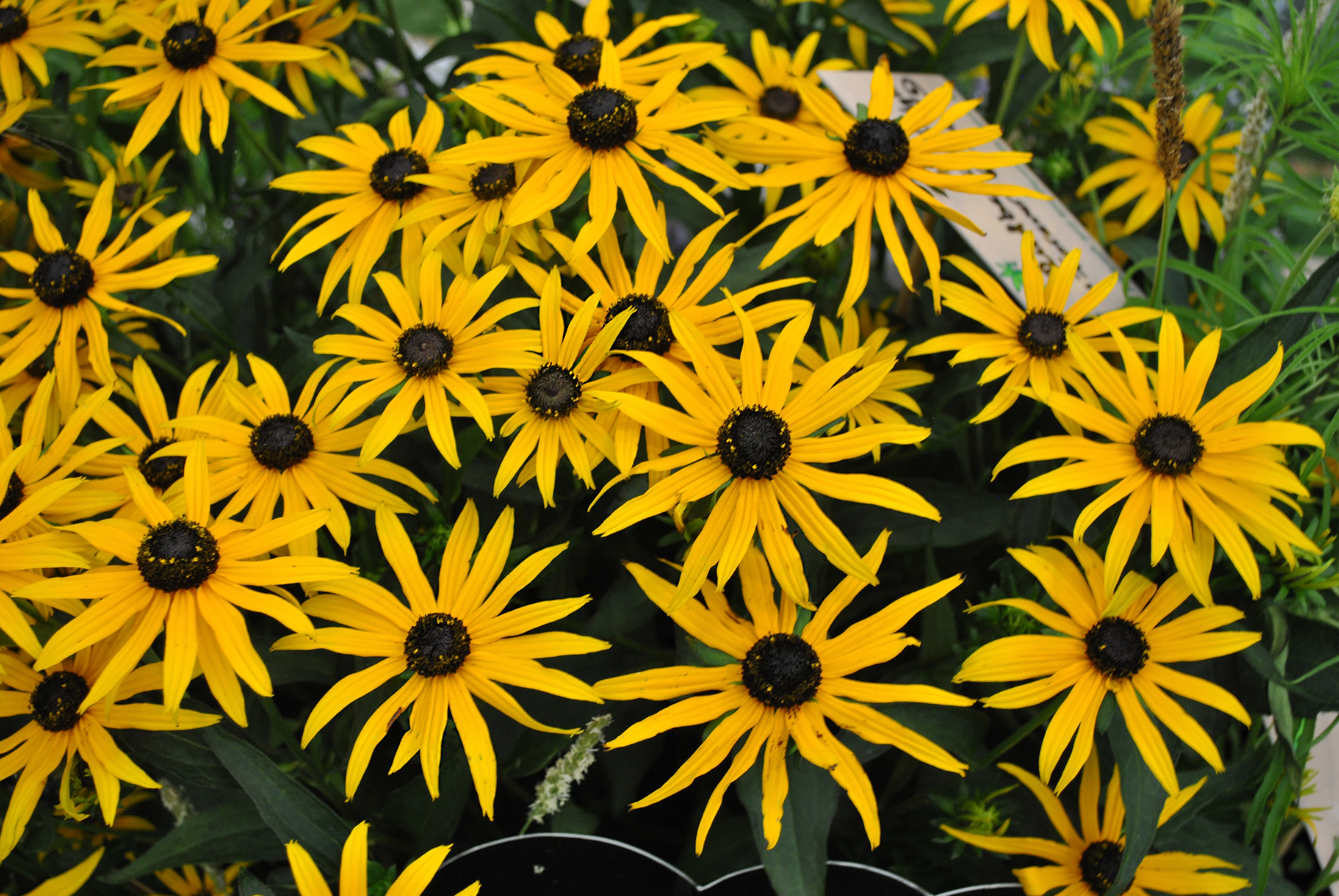 Rudbekija 'Forever Gold'