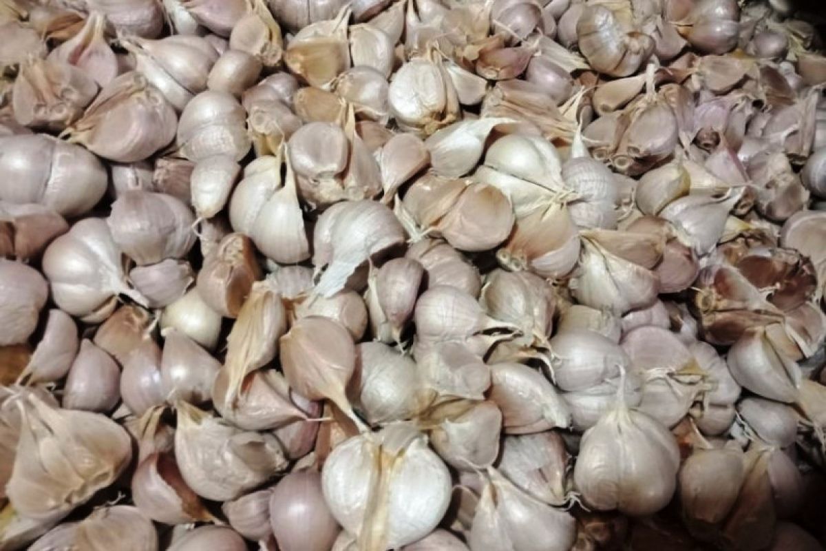 Bawang Putih 1/4 Kg