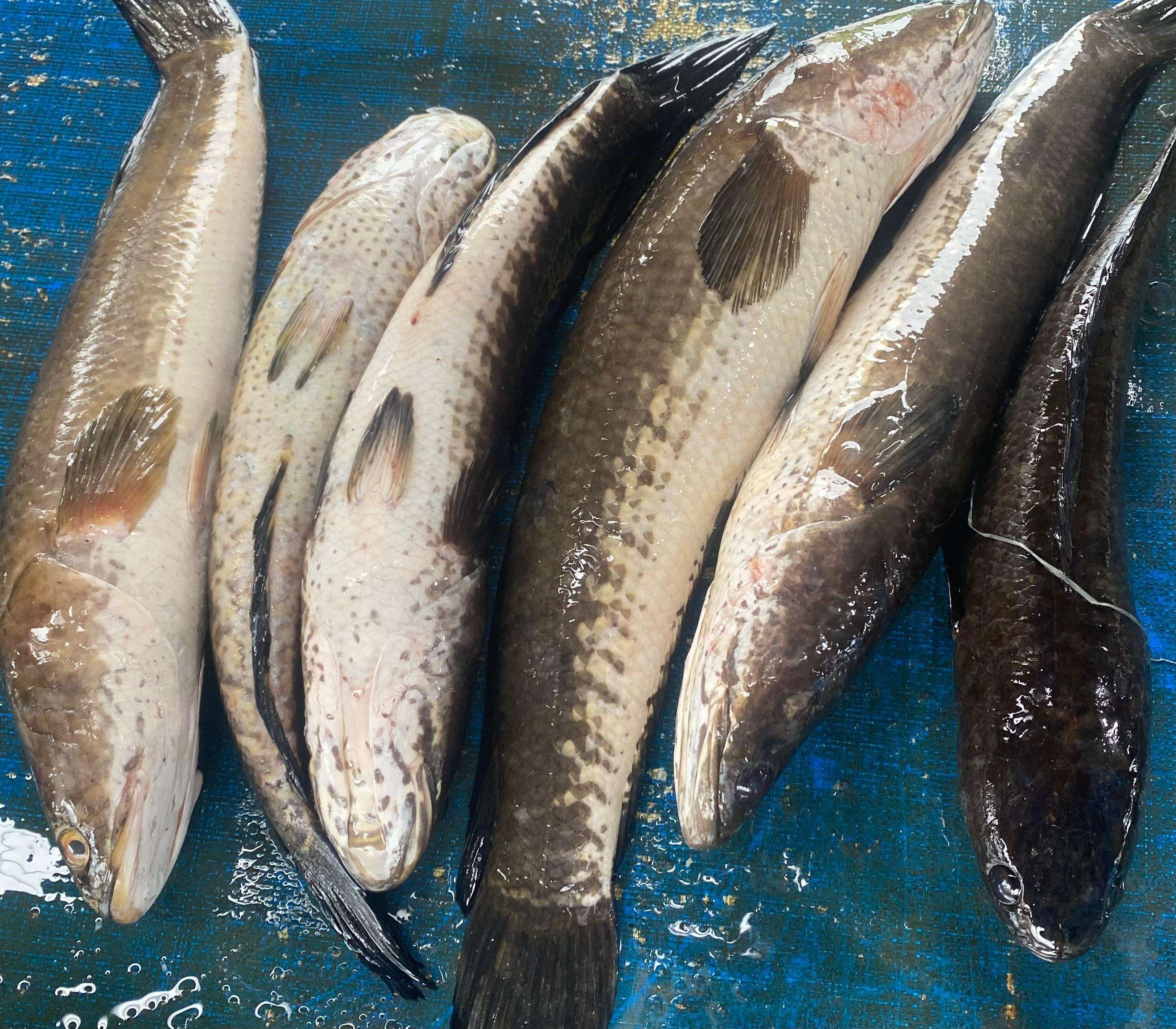 Ikan Gabus / Kg