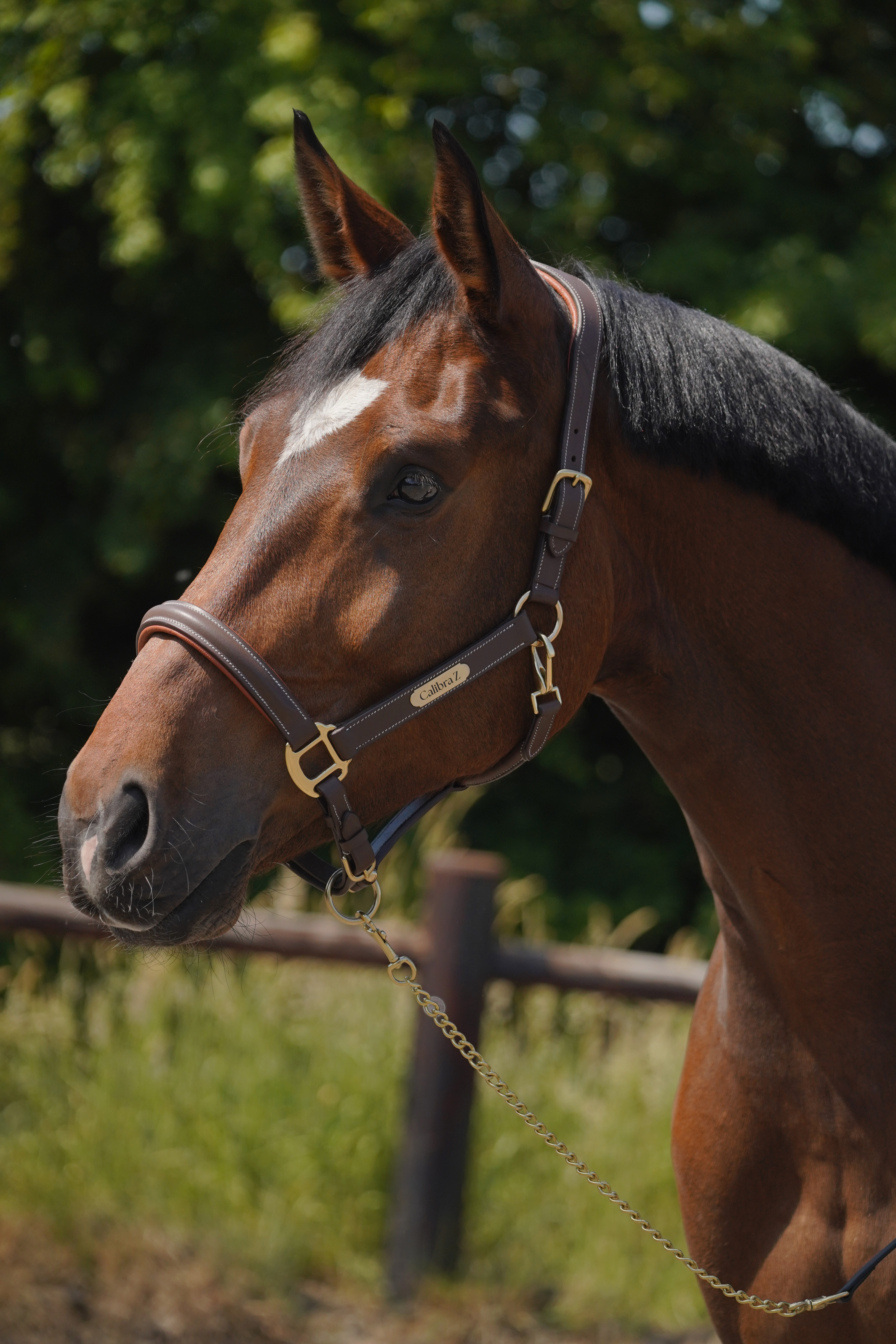 Lederen halster - Anatomisch, met naamplaatje