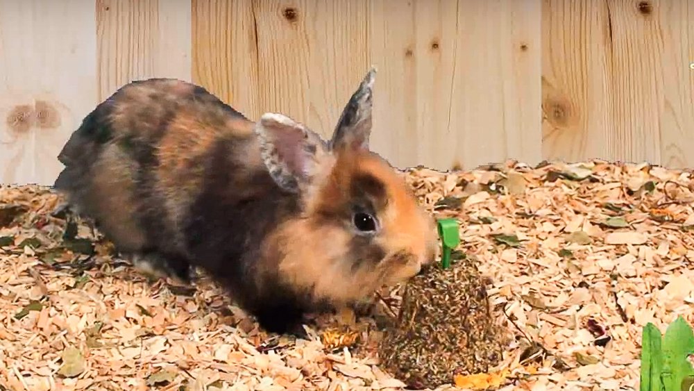 JR FARM Hay Bell with Dandelion 125g