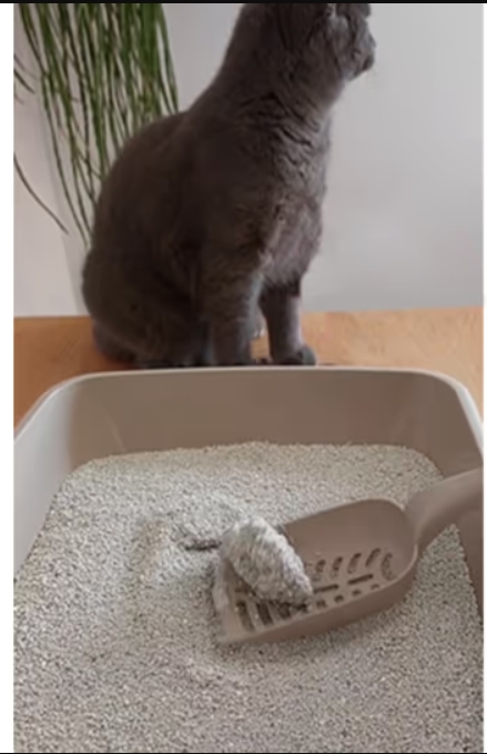 Clumping Litter Marseille Soap Scent 5ltr