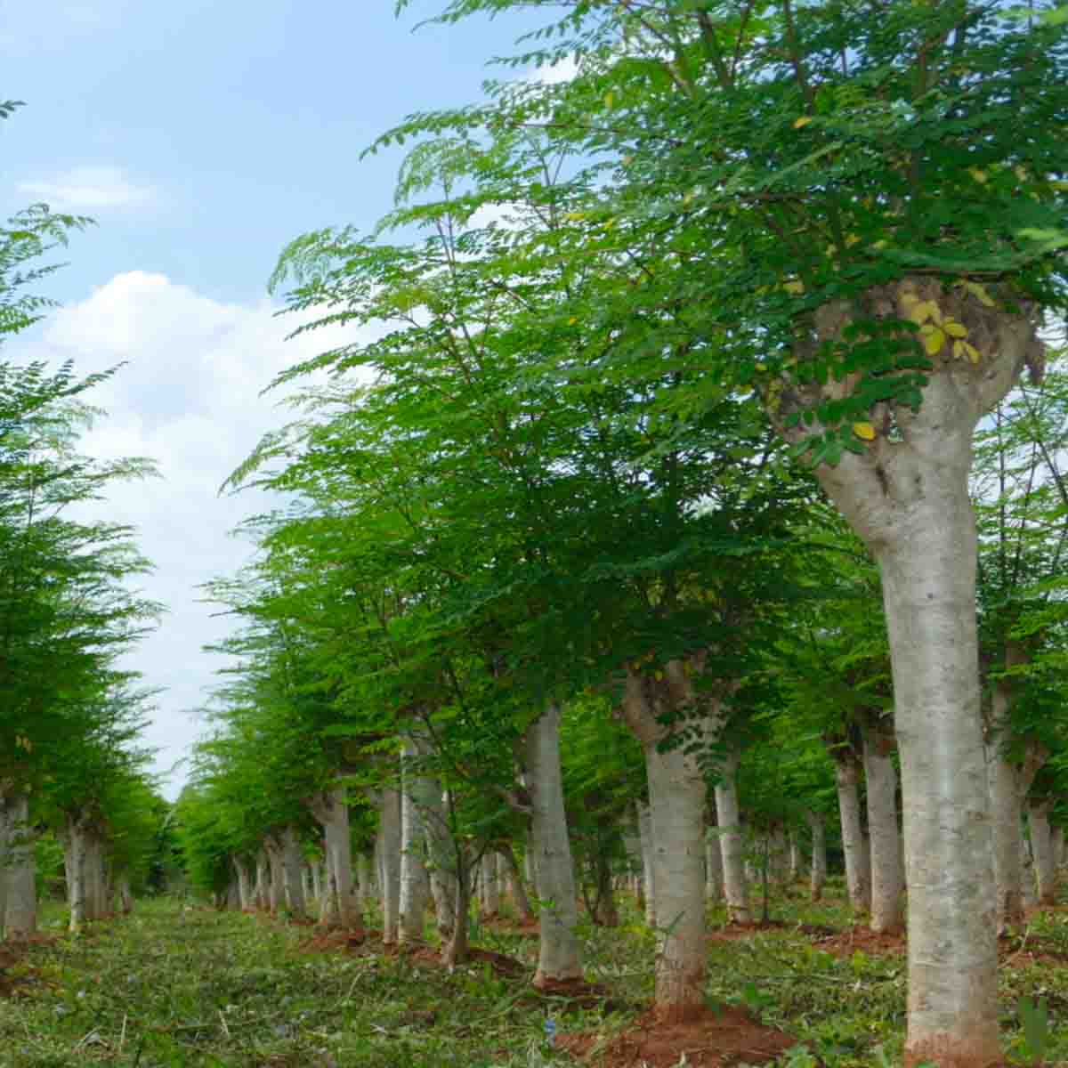 Jabón artesanal de moringa, chía con lemongrass y eucalipto