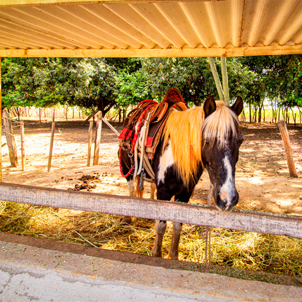 EXCURSÕES: Hotel Fazenda Águas Emendadas