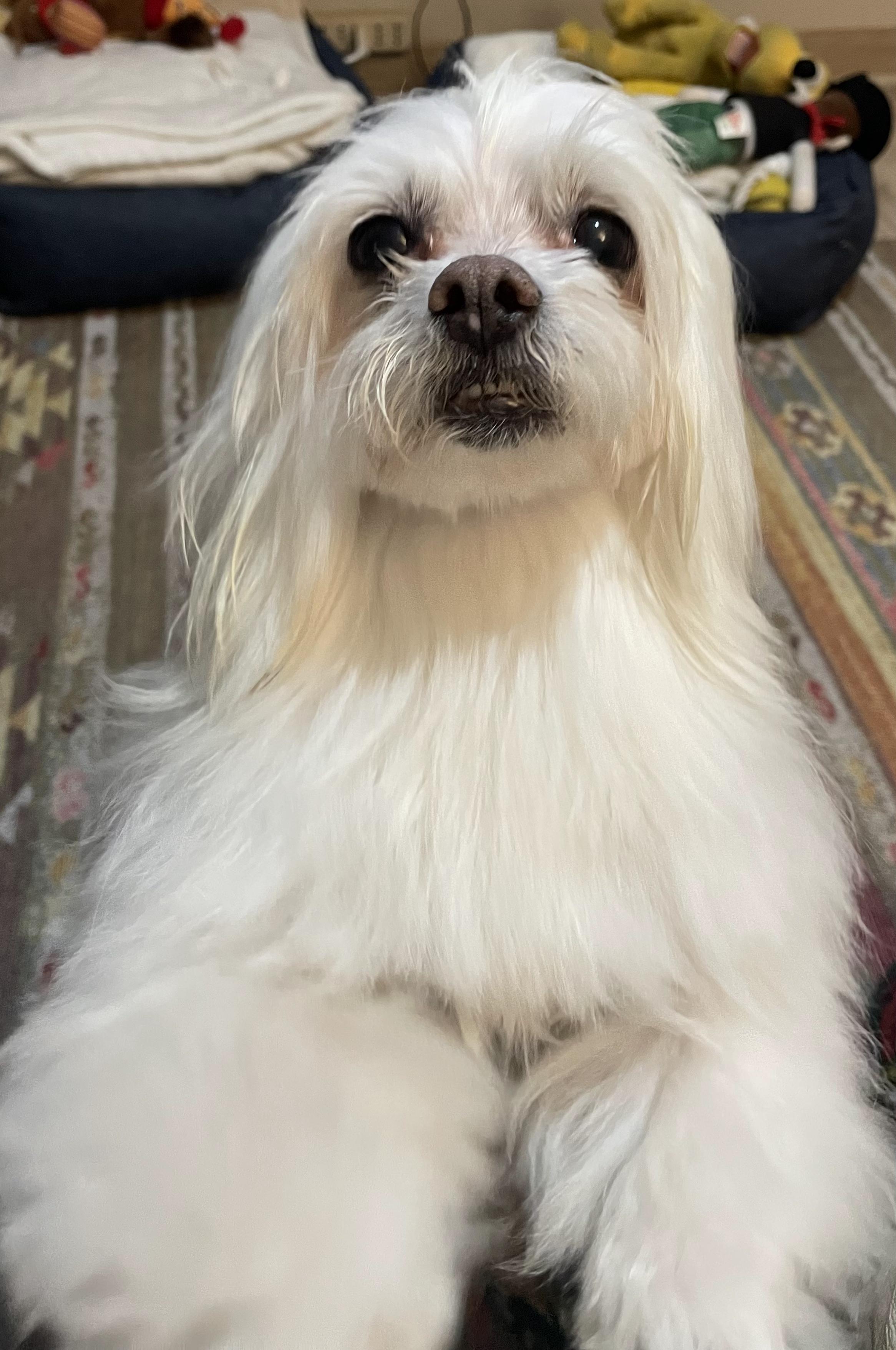 Reserva de Paseo para Perros