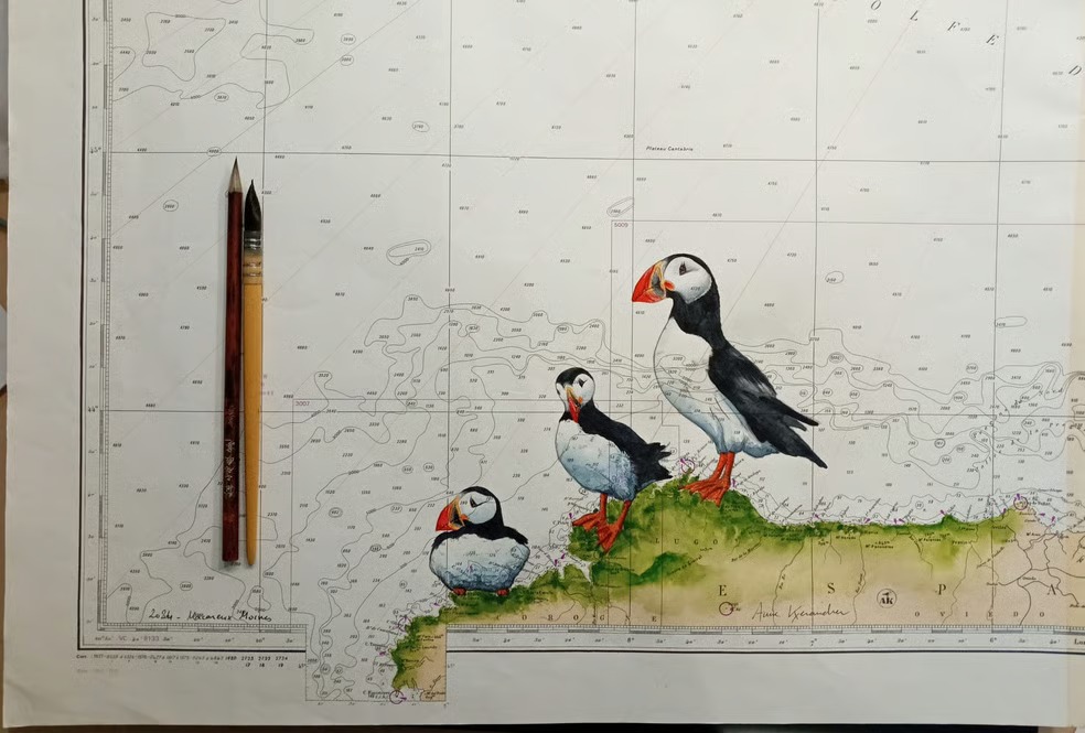 Illustration de Macareux