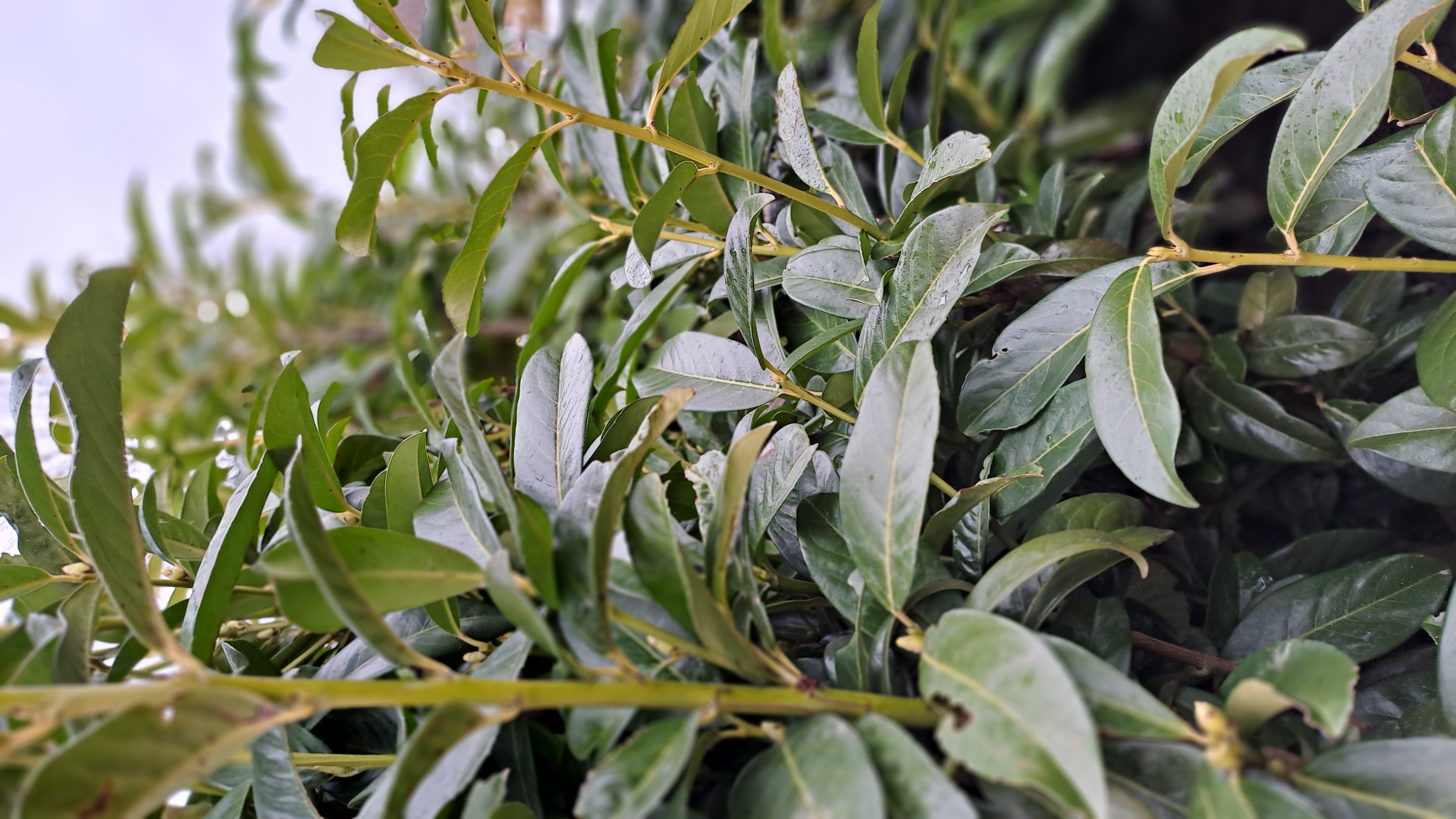 (Großblättriger) Kirschlorbeer 'Genolia'