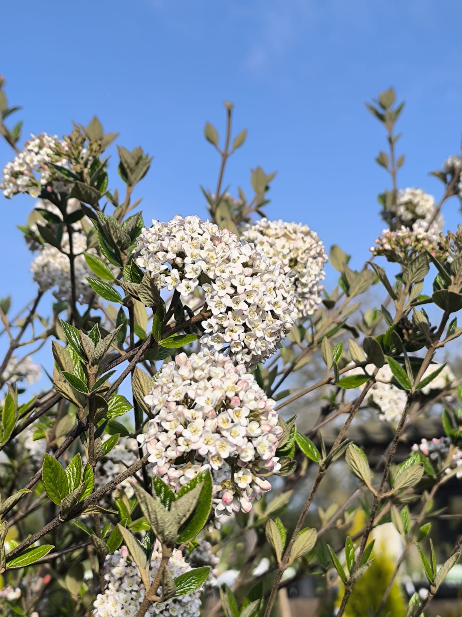 Osterschneeball (Viburnum burkwoodii)