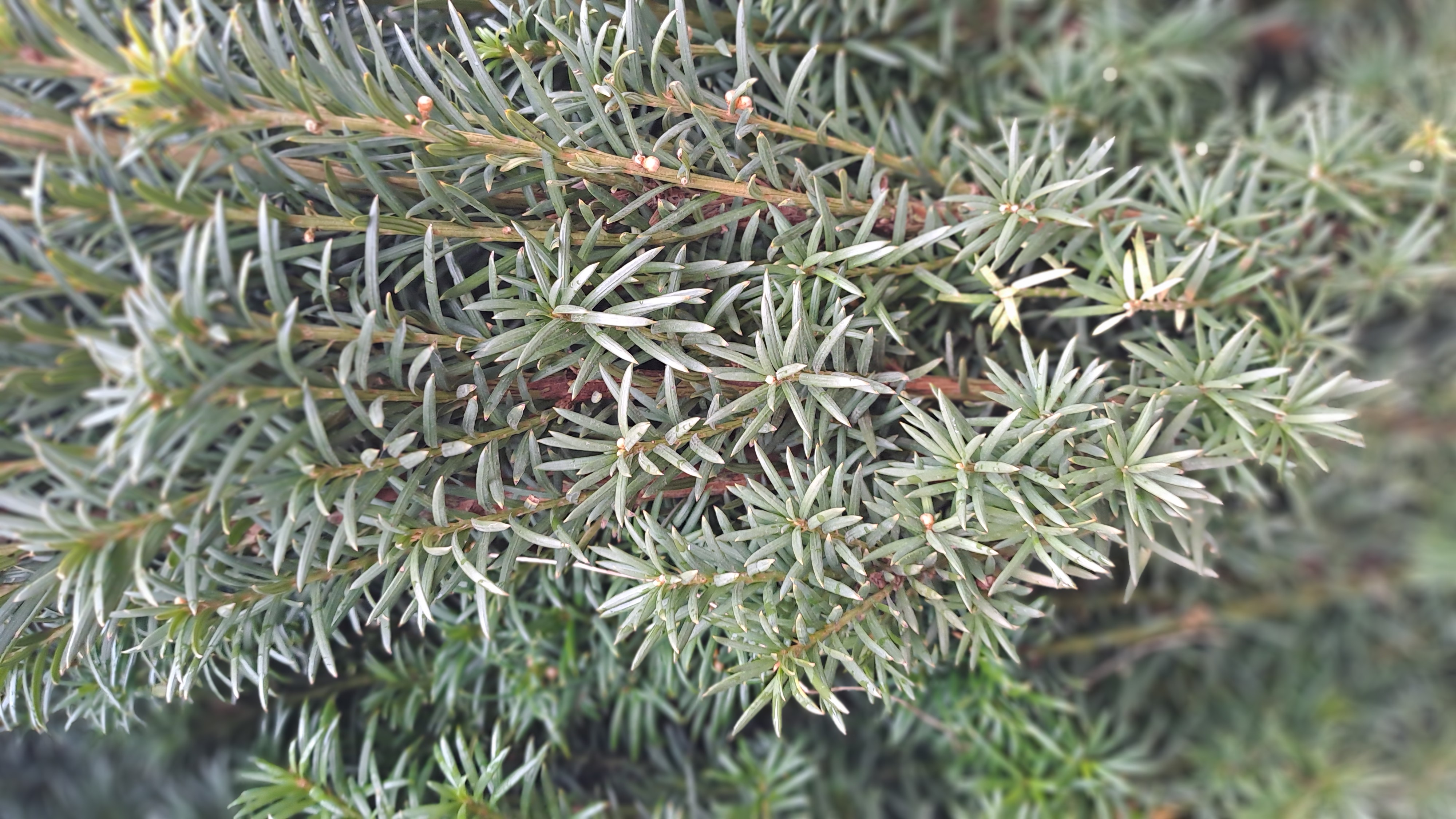 Spalier-Eibe 'Straight Hedge'