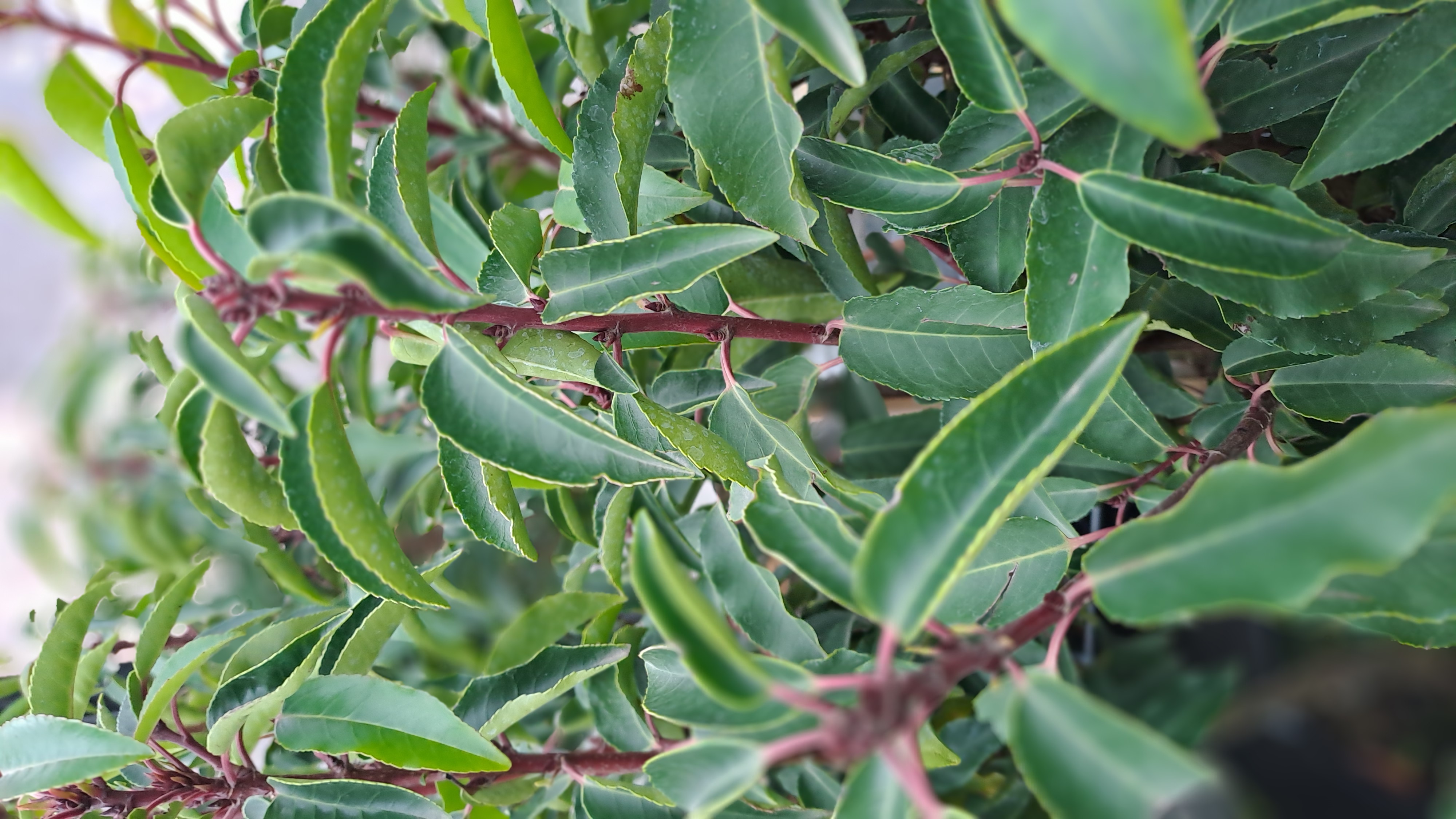 Portugiesischer Kirschlorbeer 'Angustifolia'