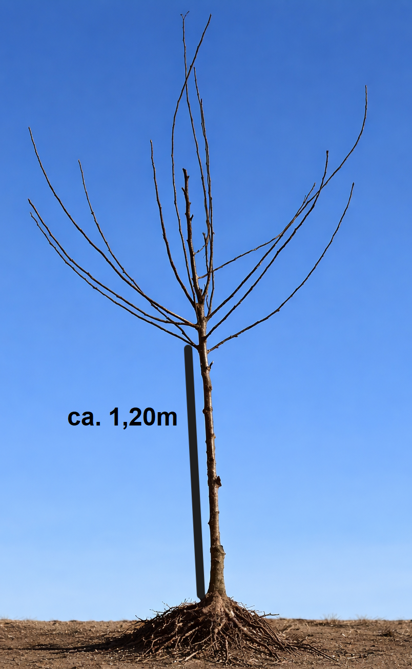 Apfel 'Öhringer Blutstreifling'