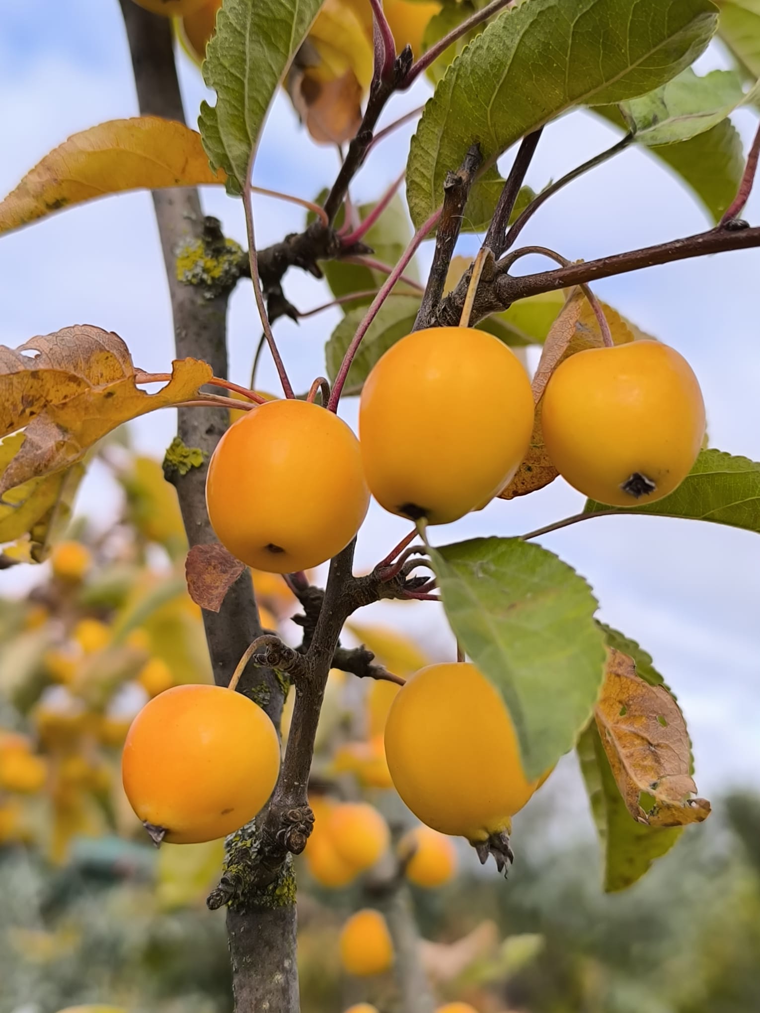 Zierapfel 'Golden Hornet'