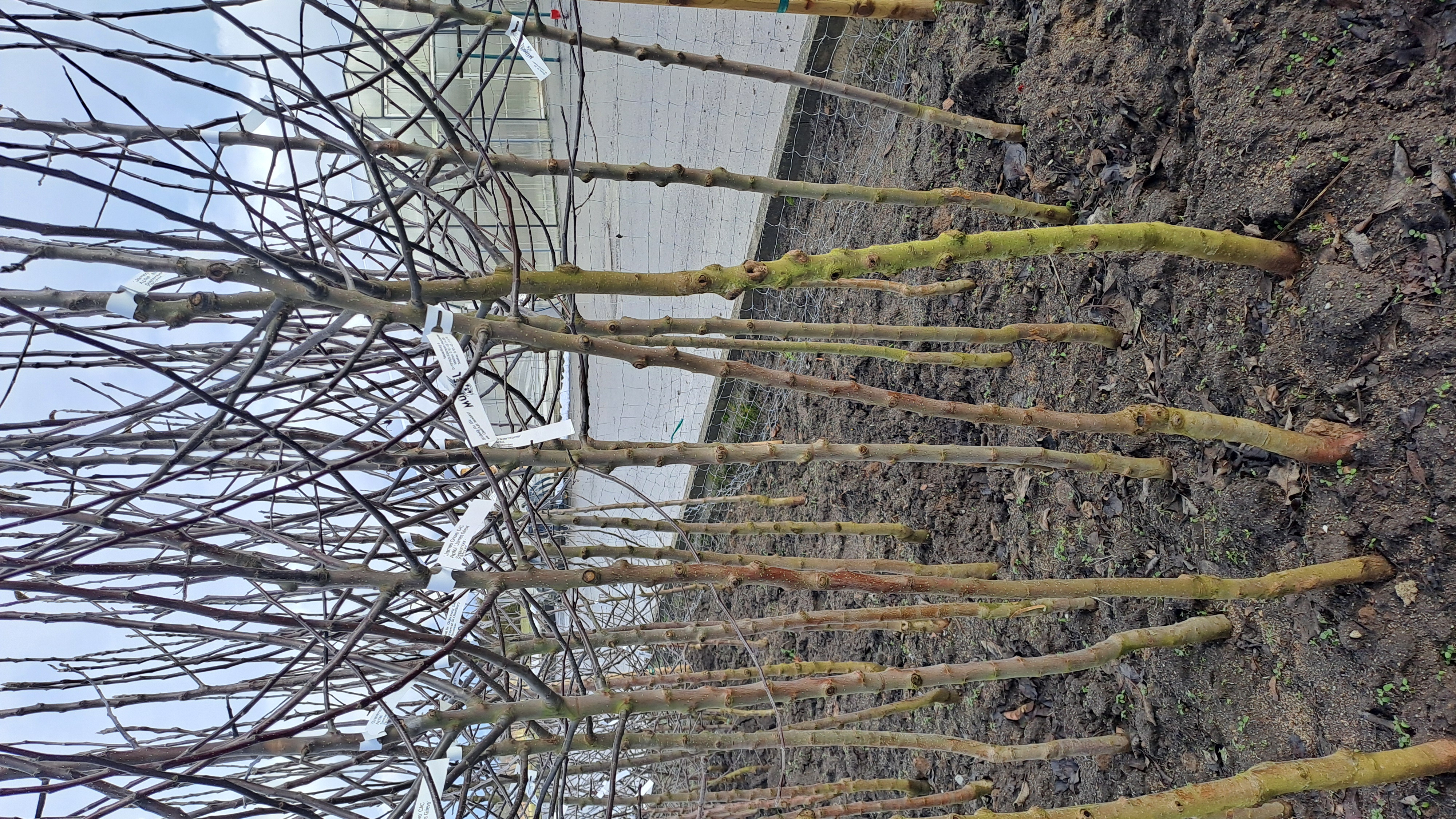 Apfel 'Golden Delicious'