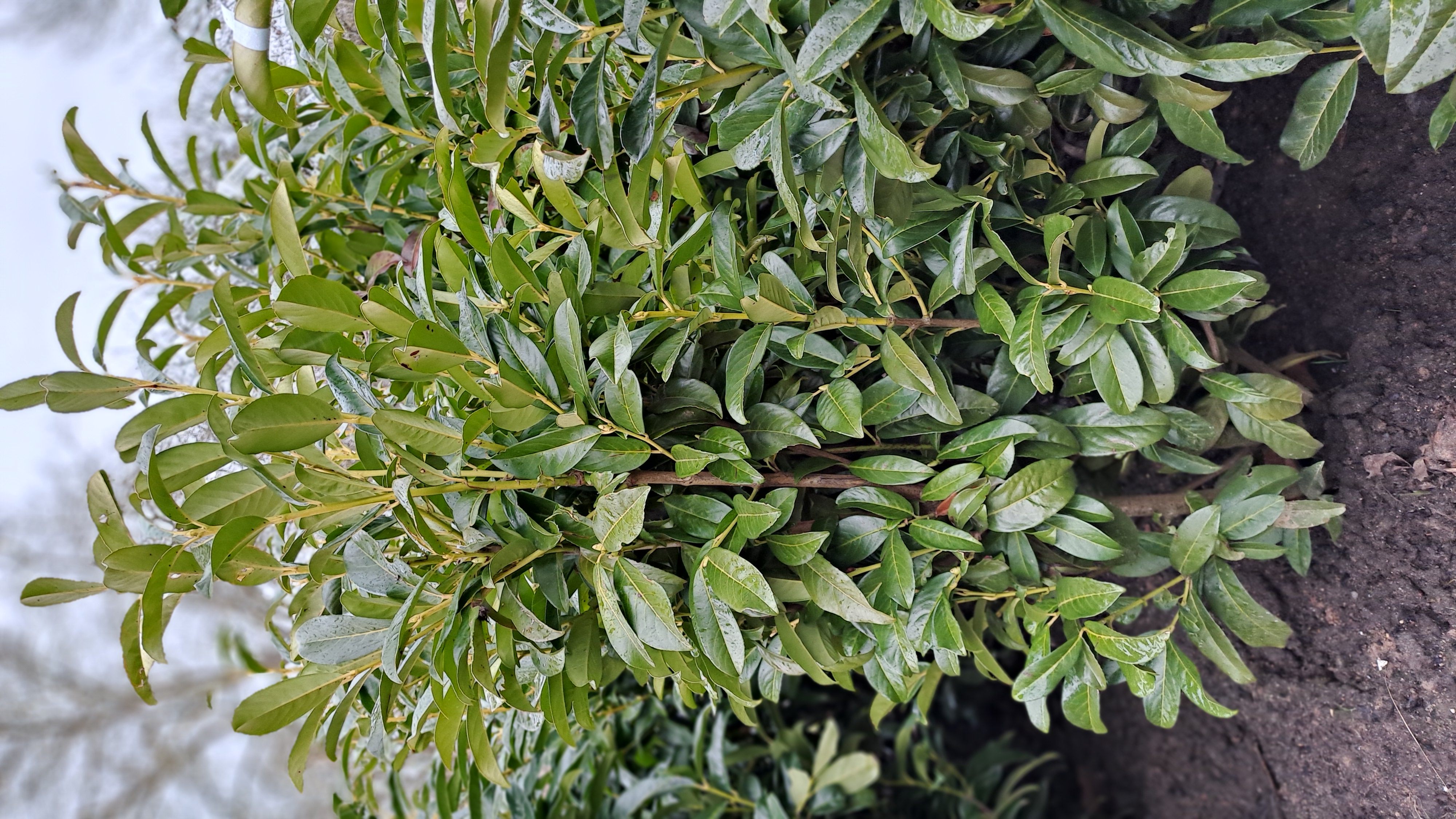 (Großblättriger) Kirschlorbeer 'Genolia'