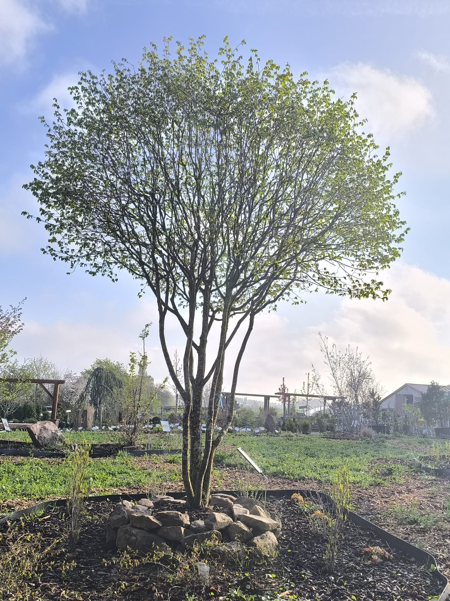 mehrstämmige Hainbuche (Schirmform)