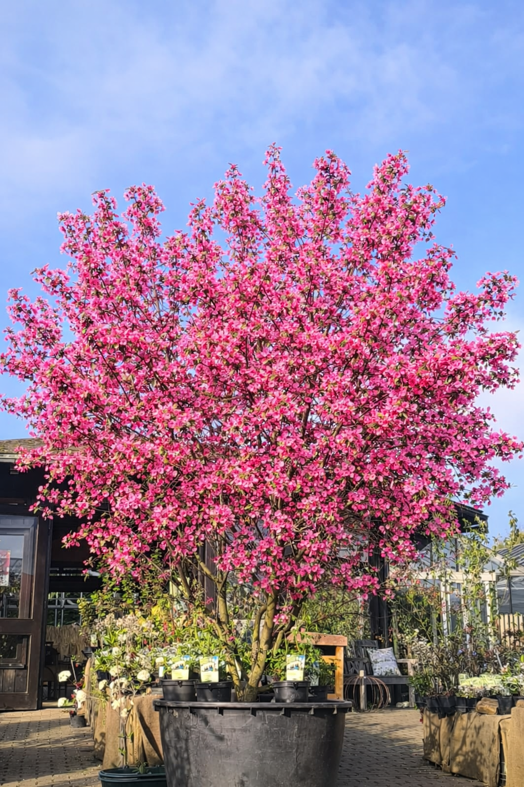 Zierapfel (Malus Rudolph)