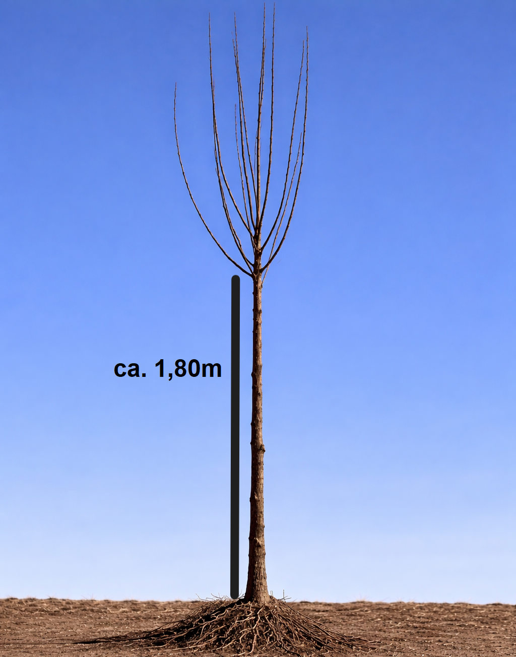 Apfel 'Öhringer Blutstreifling'