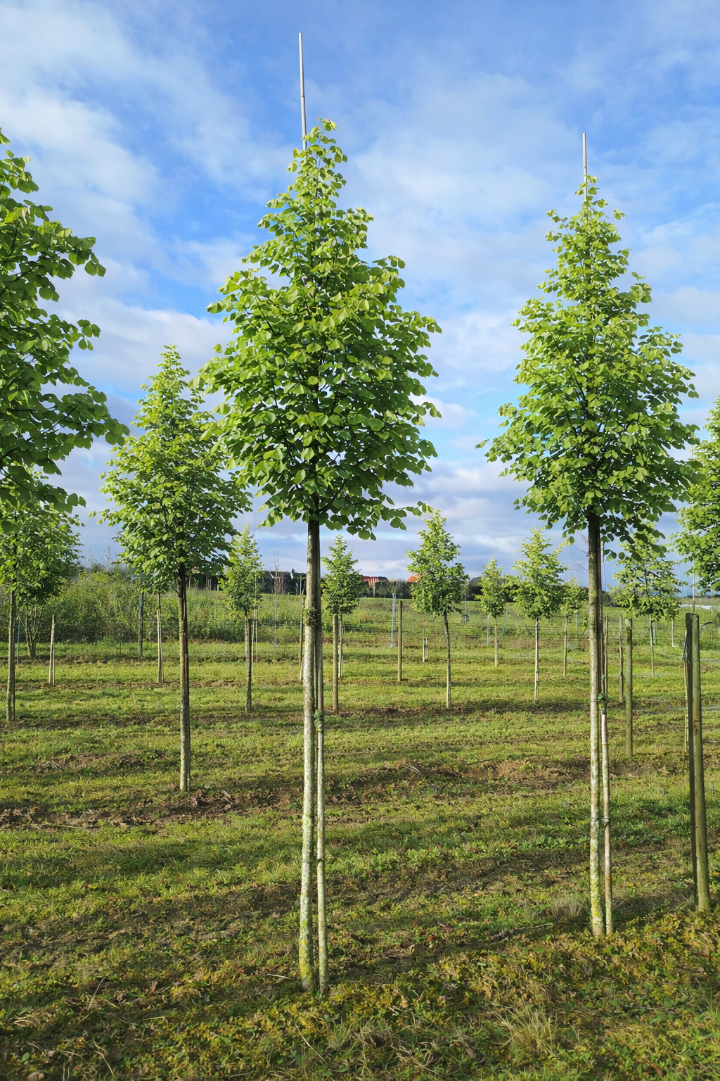 Stadt-Linde 'Greenspire' (Winterlinde)