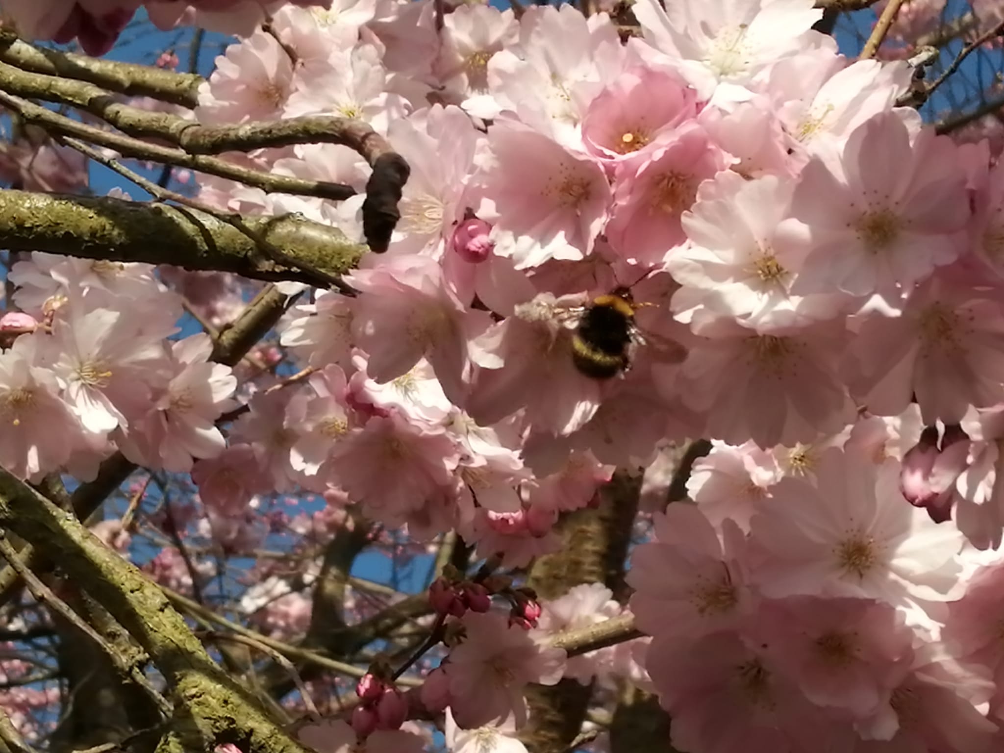 Frühe Zierkirsche 'Accolade'