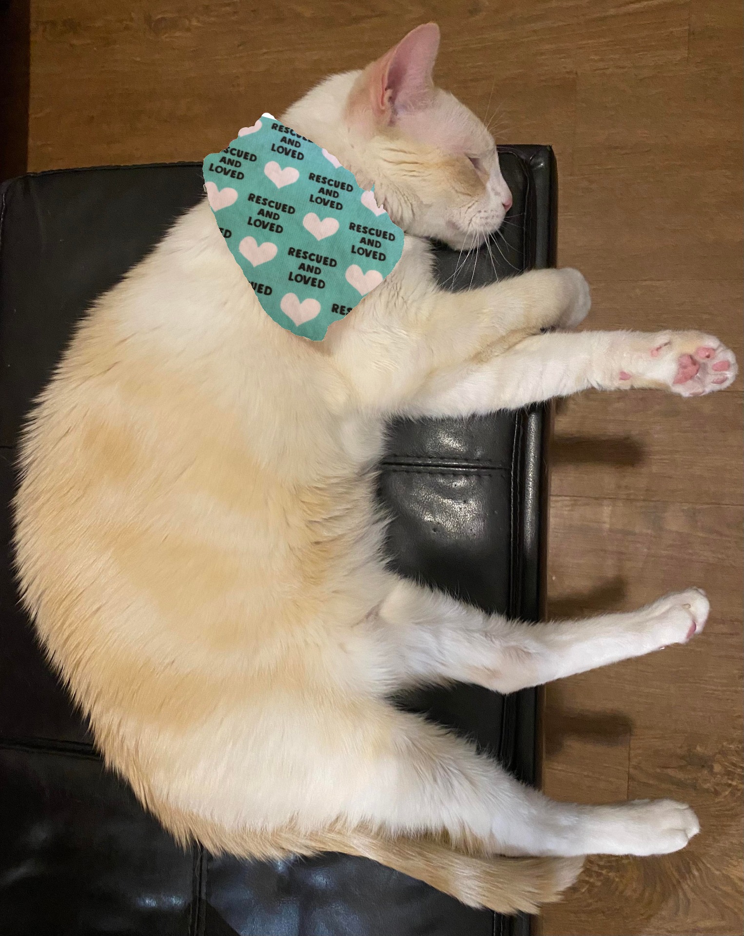 Rescued and Loved, Teal