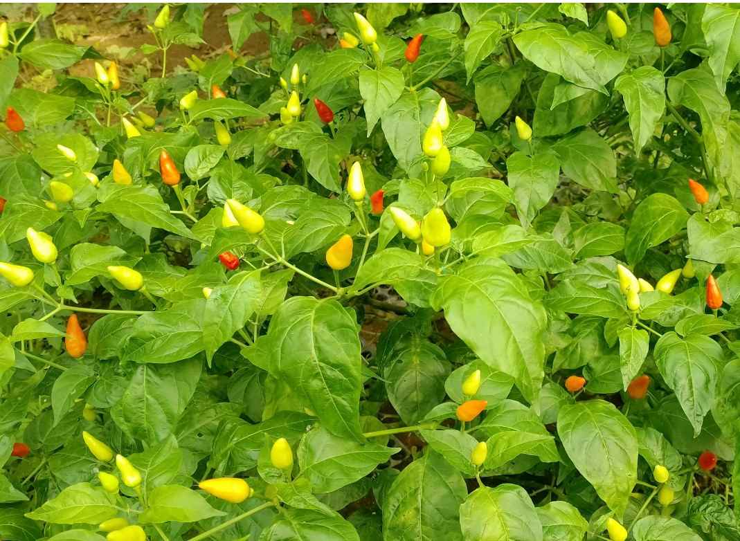 Wild Chili Rootstock for chili and capsicum grafting 