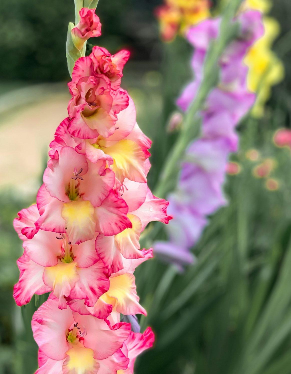 Gladiolus Mixed Varieties Bulb Seed
