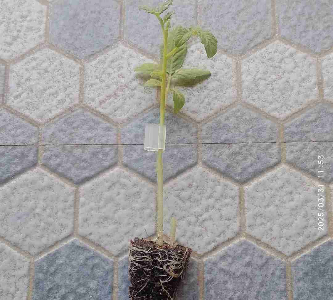 Silicone Grafting Clip (Tube)