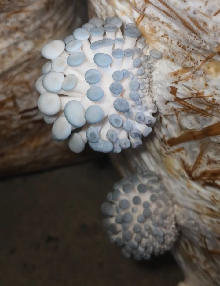 Blue Oyster Mushroom Spawn