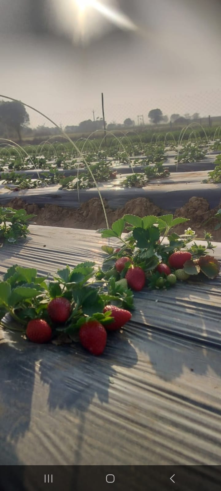 Premium Strawberries