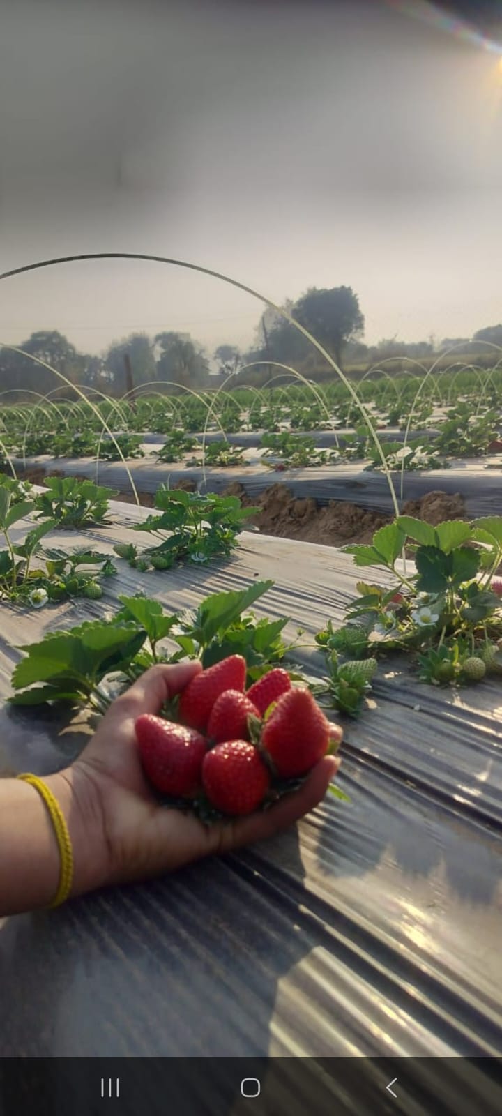 Premium Strawberries