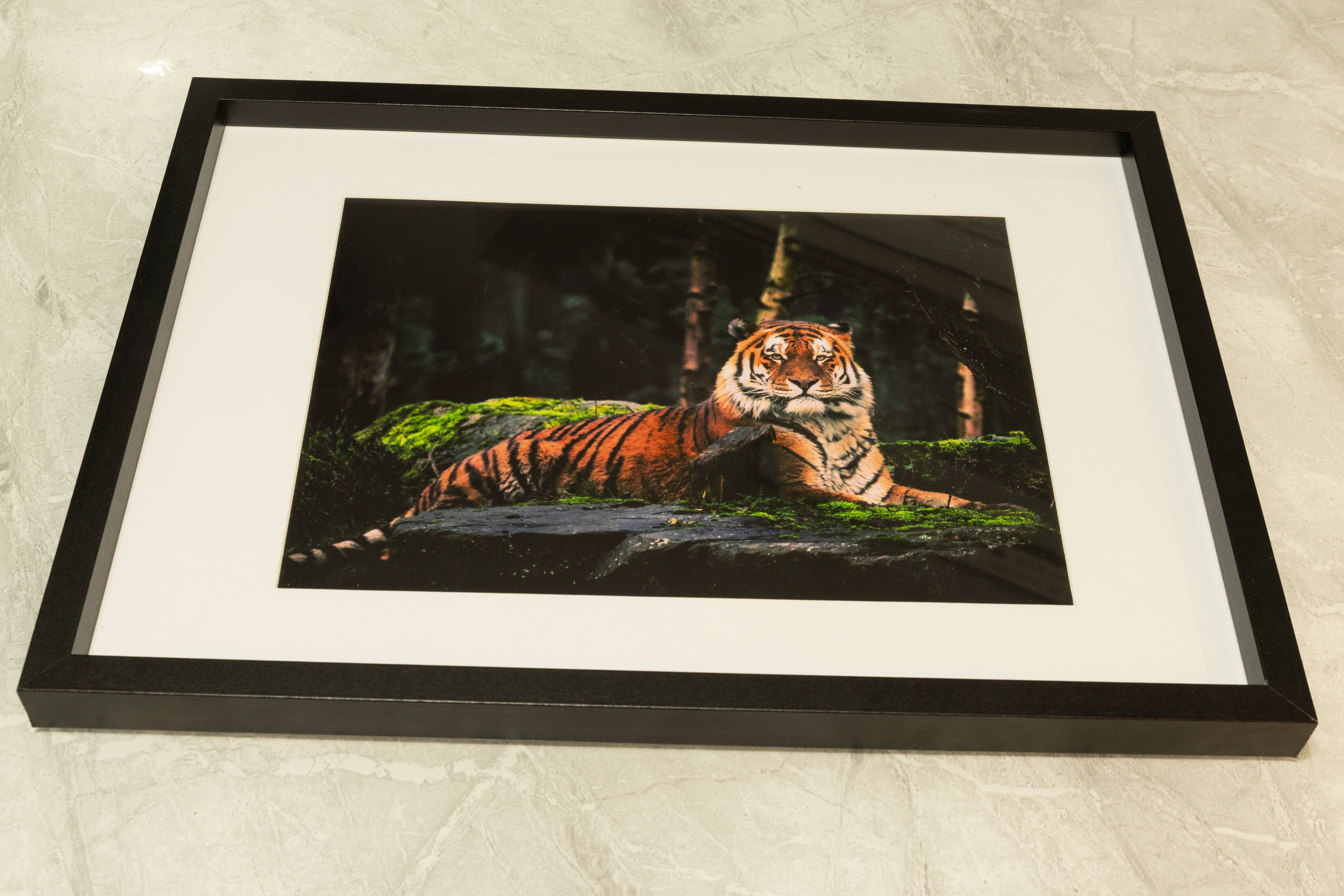 Majestic  Amur Tiger | Fine Art Framed A4 Print