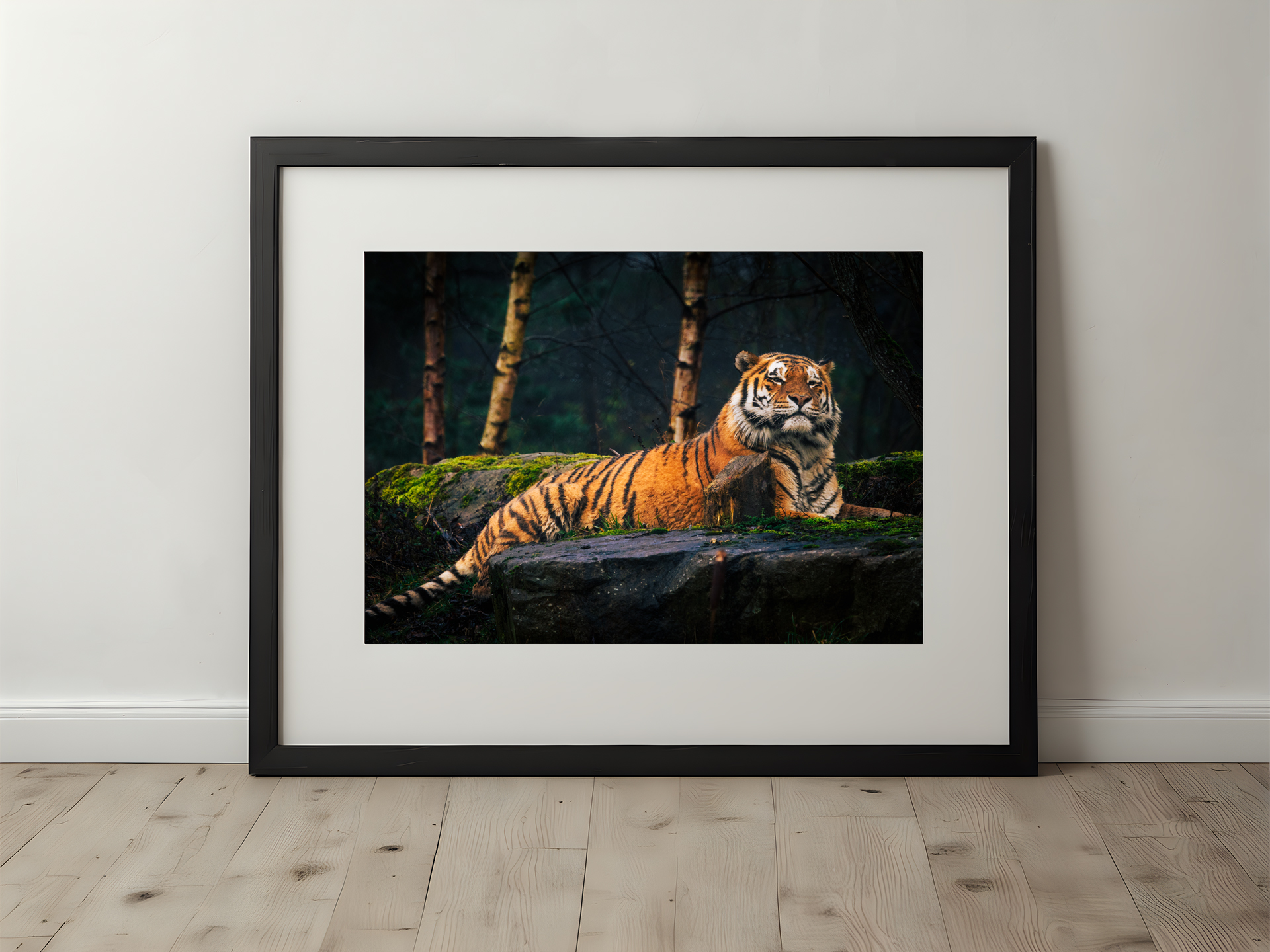 Majestic Amur Tiger Portrait | Premium Fine Art Photography Print