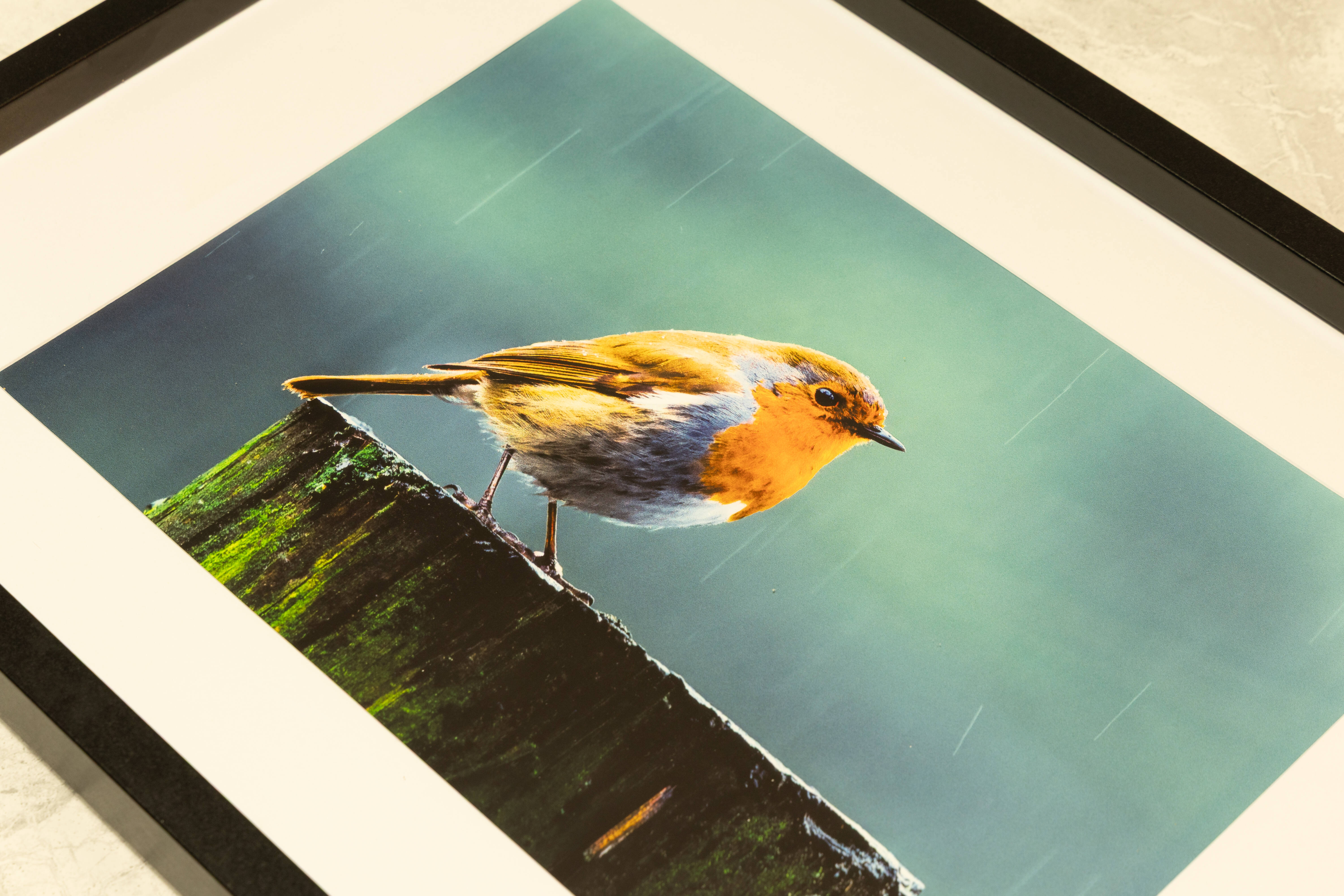 Beautiful Robin In The Rain | Fine Art Framed A4 Print