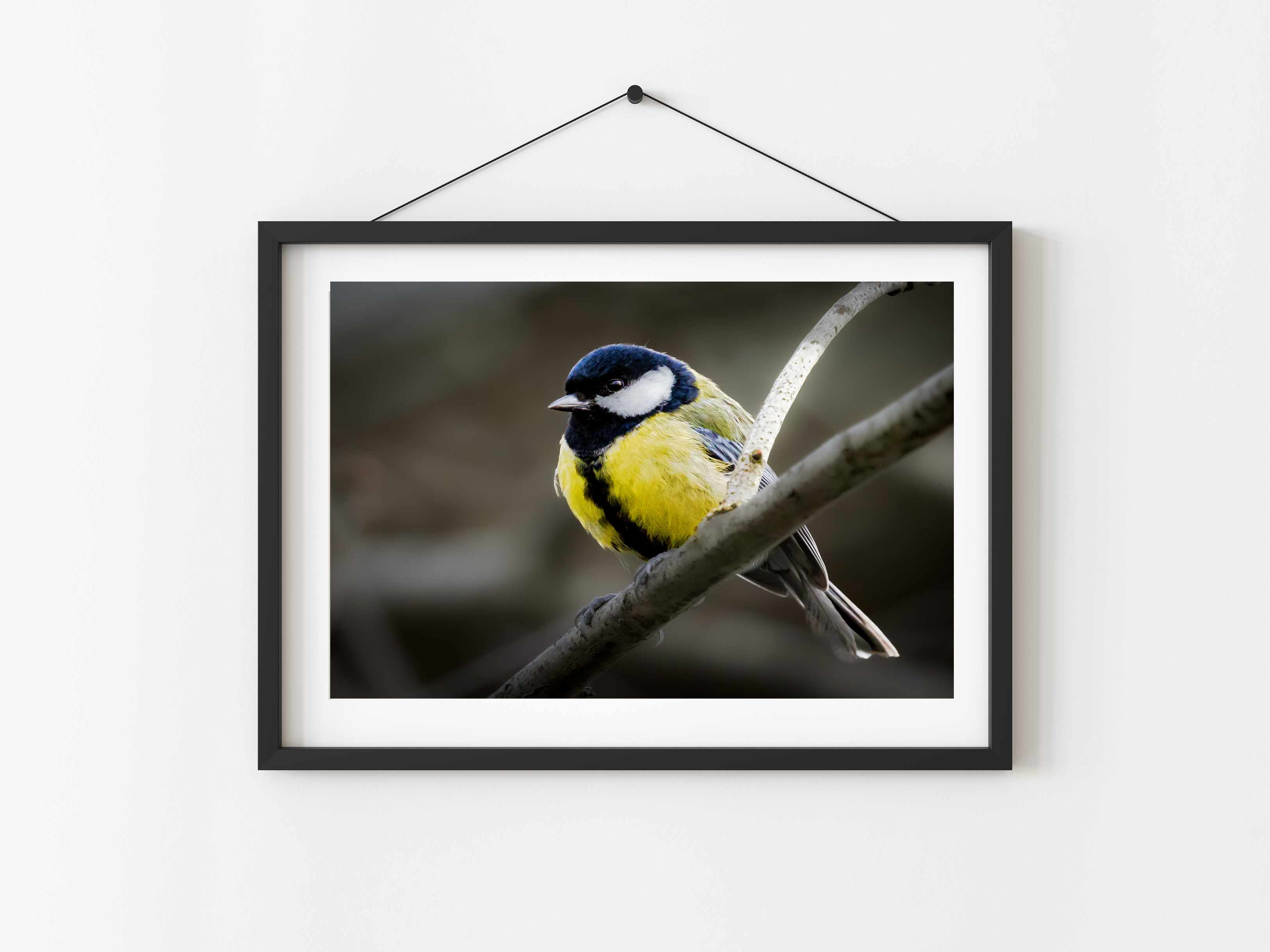 Great Tit | Bold. Vibrant. Unmistakably Wild | Nature Print