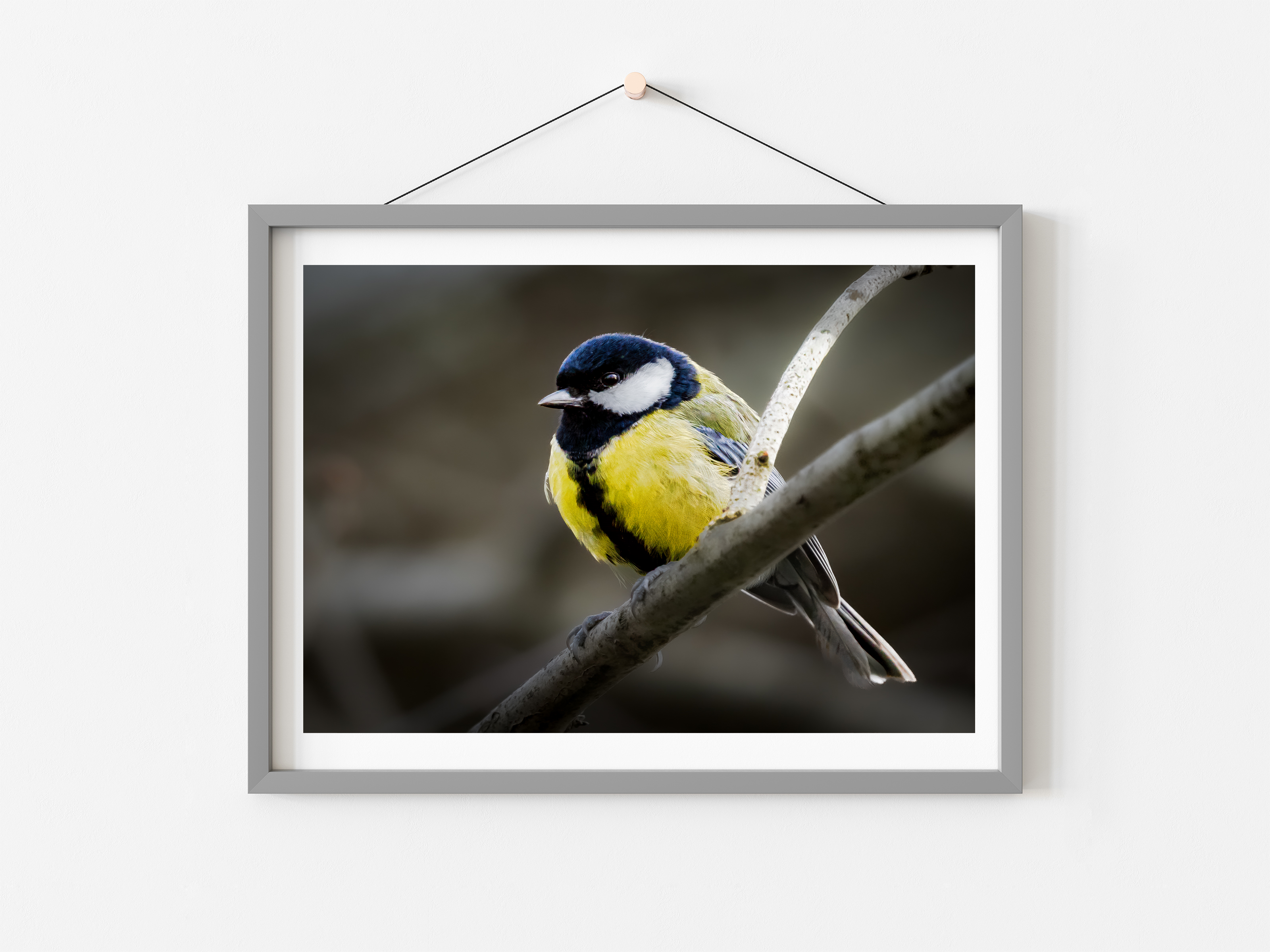Great Tit | Bold. Vibrant. Unmistakably Wild | Nature Print