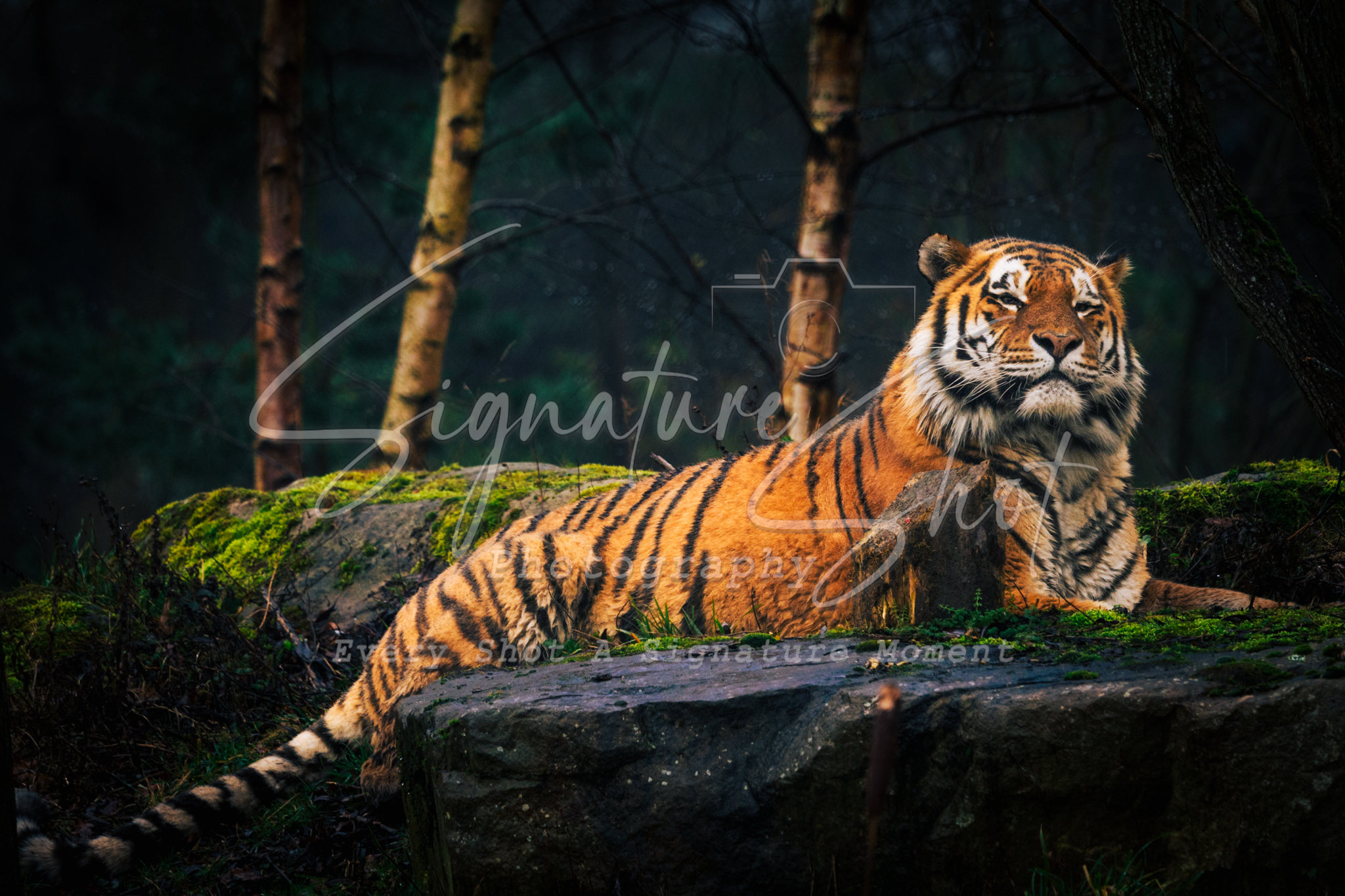 Majestic Amur Tiger Portrait | Premium Fine Art Photography Print