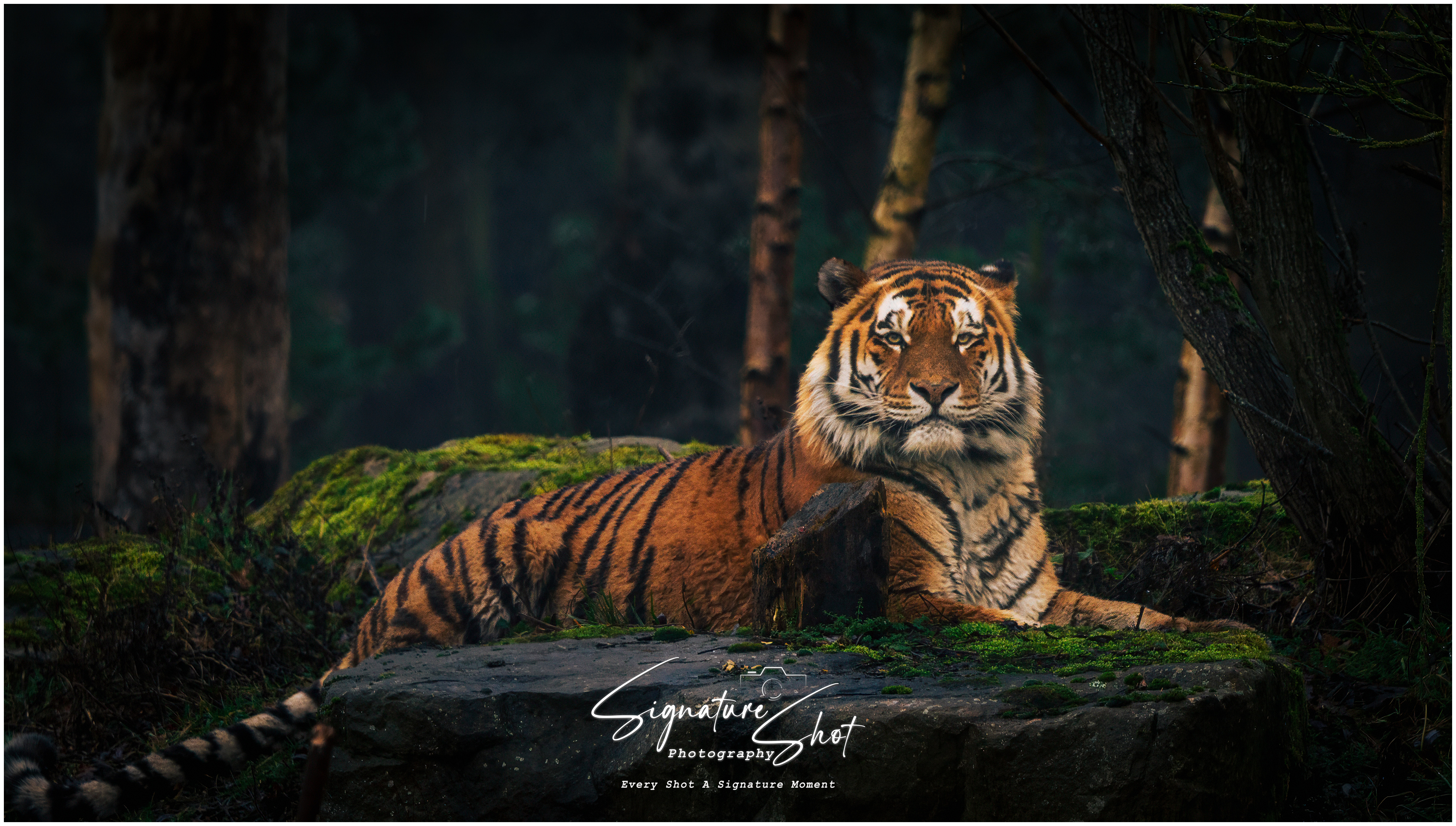 Majestic  Amur Tiger | Fine Art Framed A4 Print