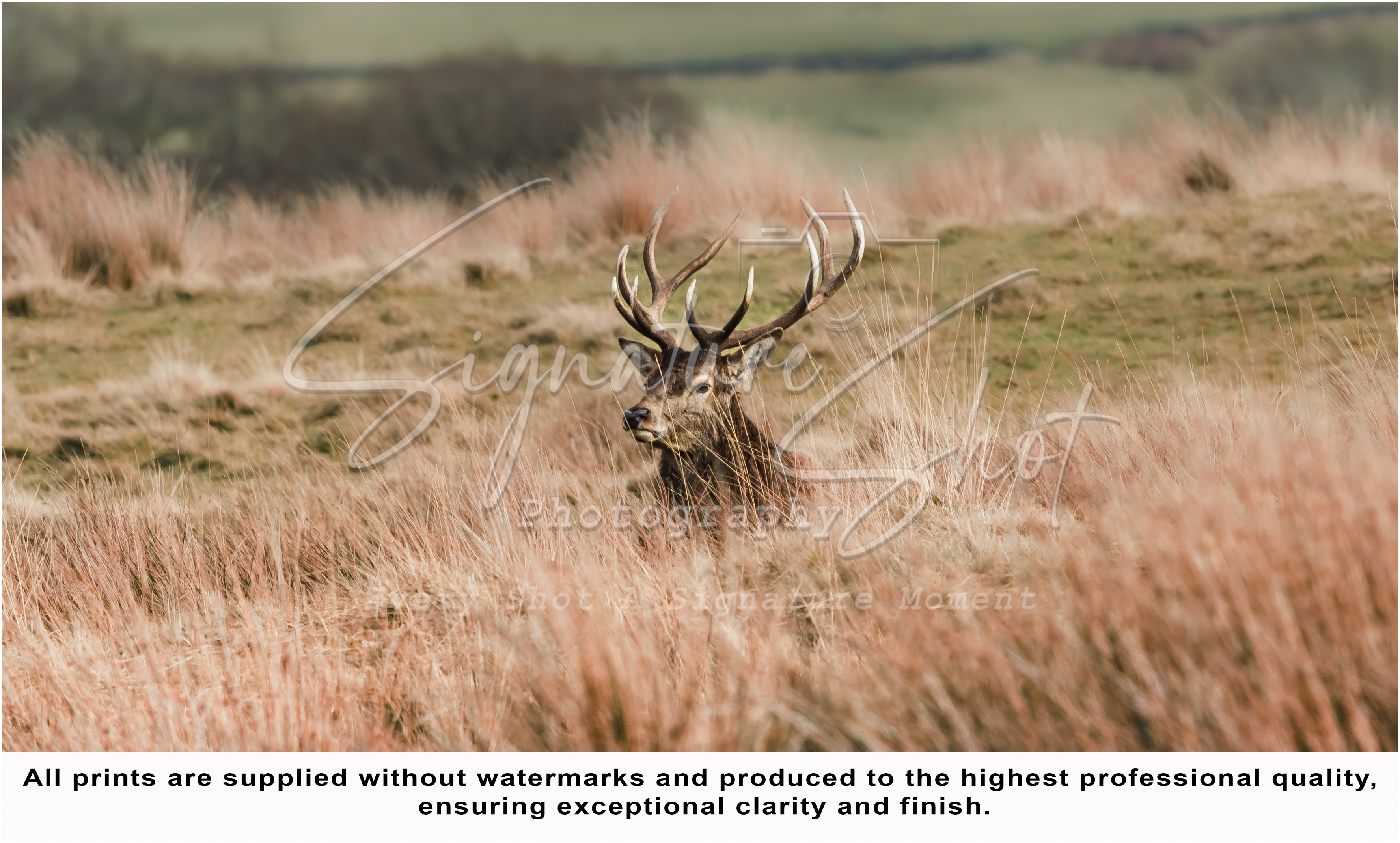 Majestic Stag in Golden Grassland | Fine Art Wildlife Print