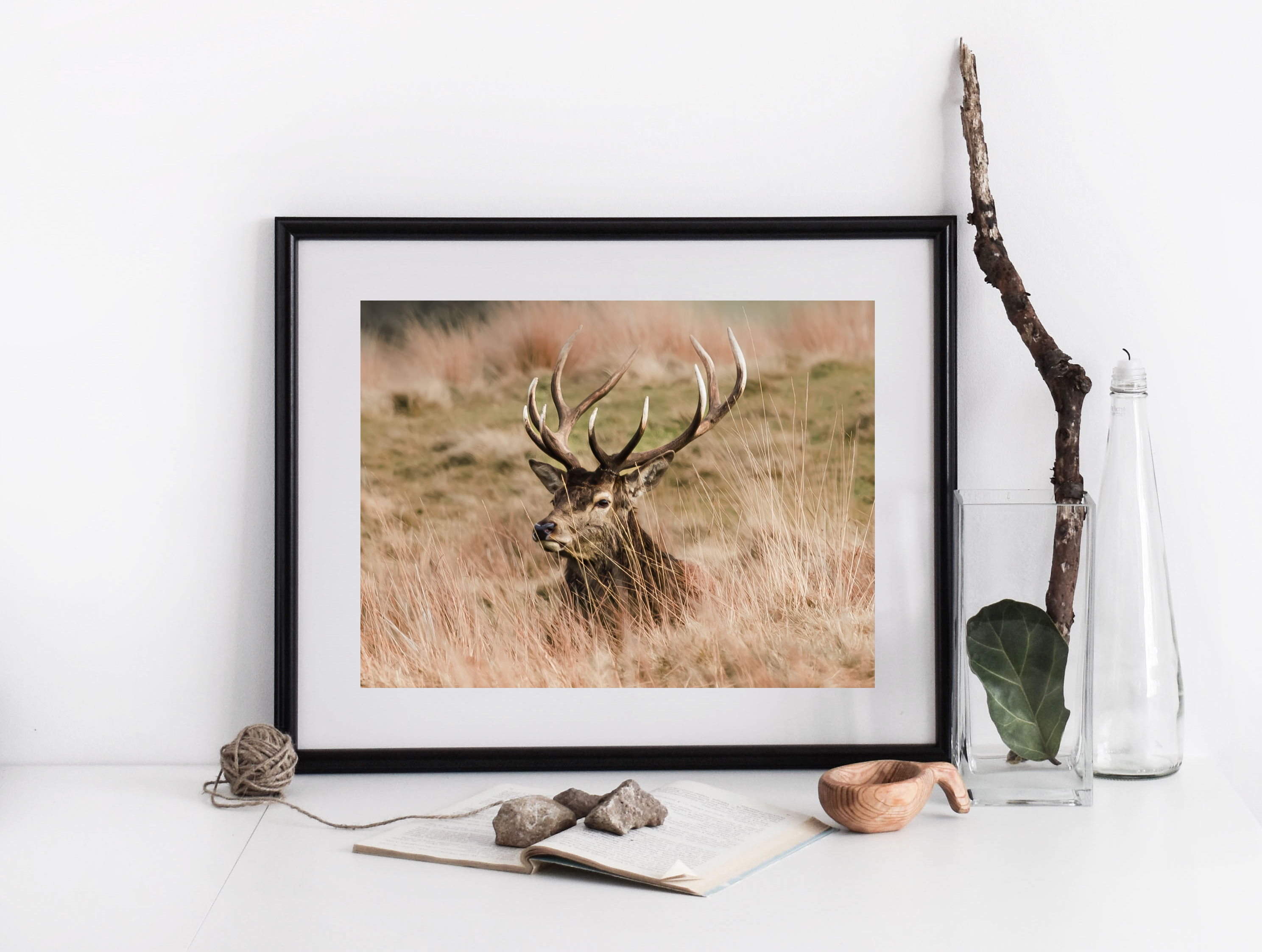 Majestic Stag in Golden Grassland | Fine Art Wildlife Print