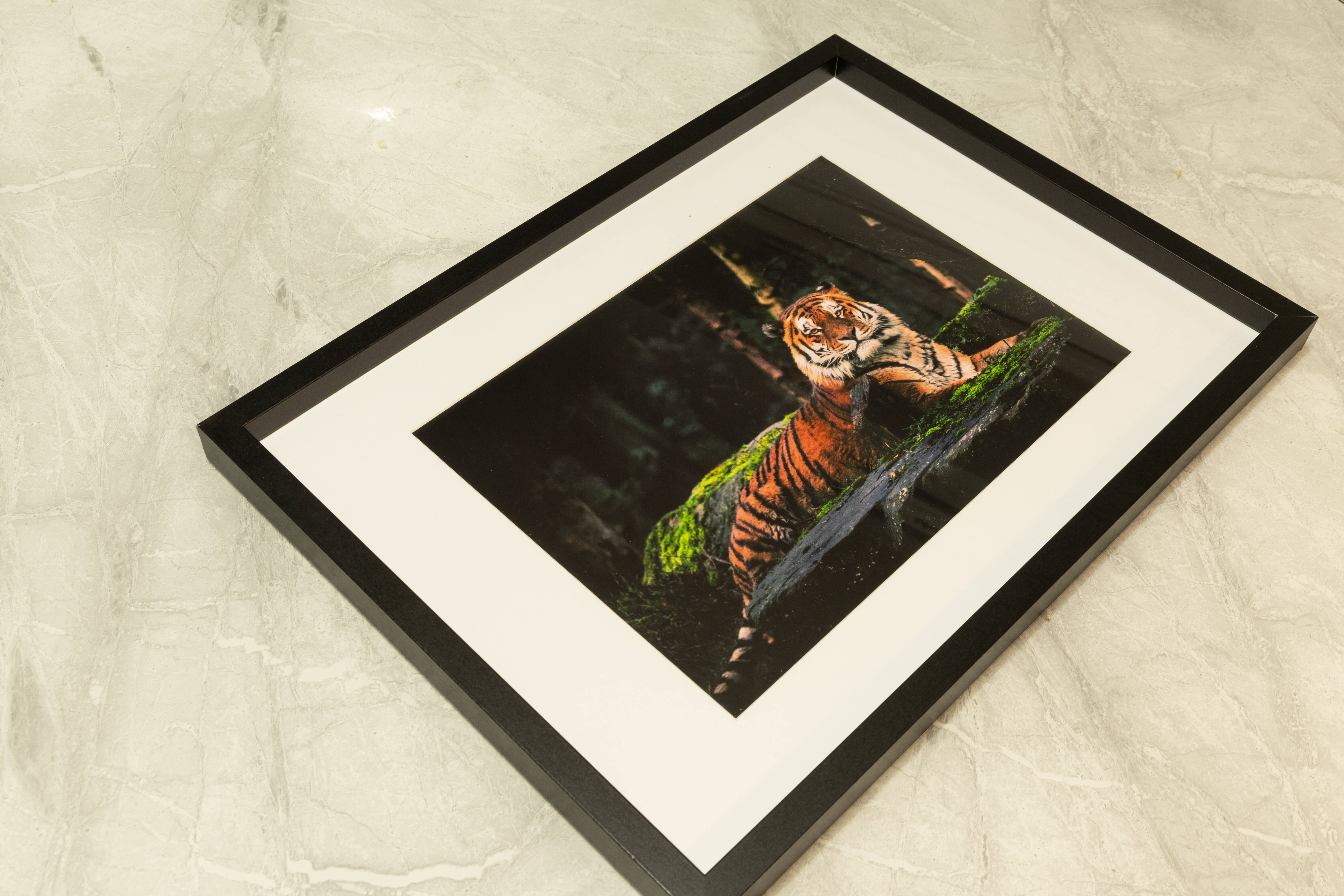 Majestic  Amur Tiger | Fine Art Framed A4 Print