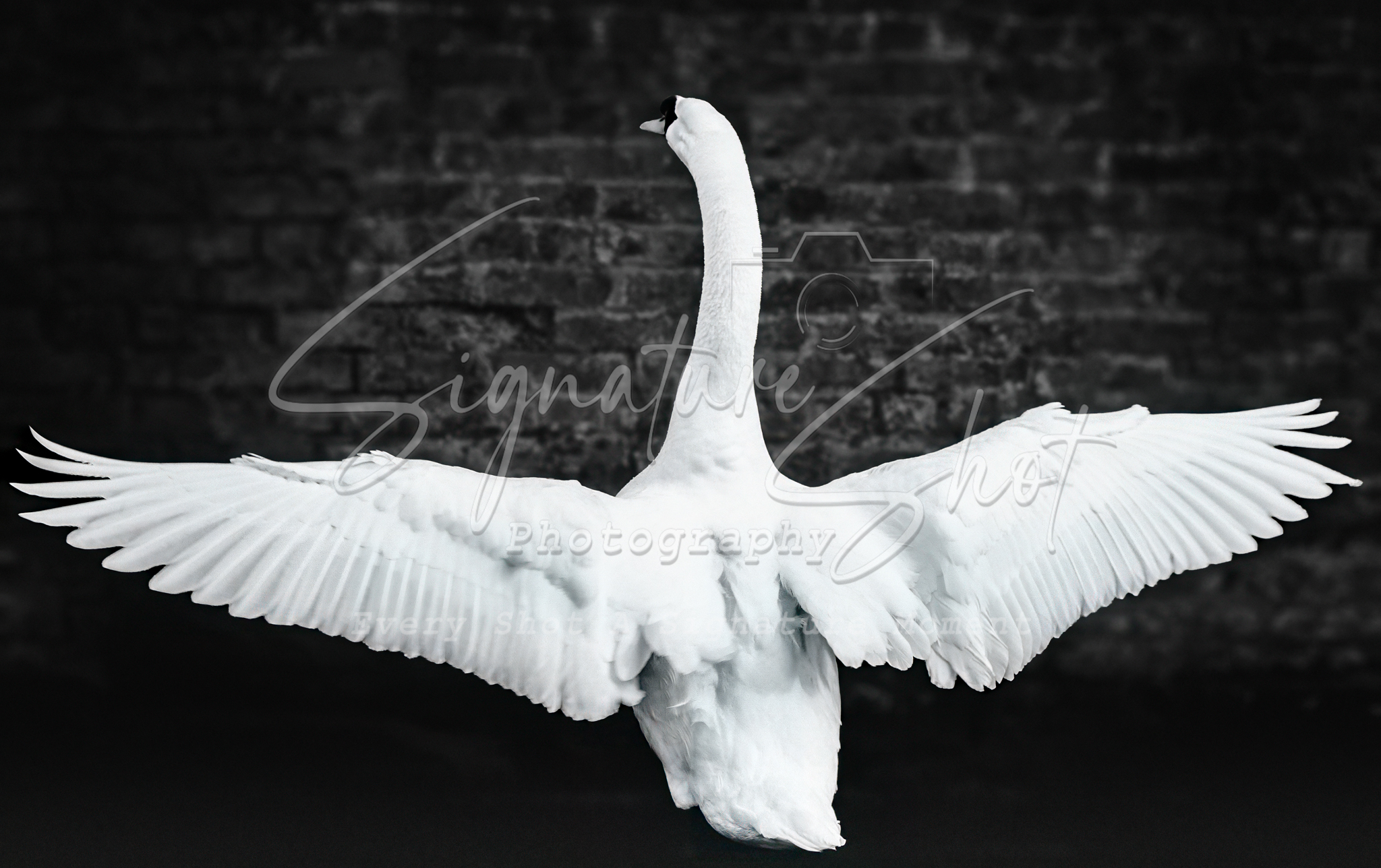 Elegant Swan Open Wings | Fine Art Print