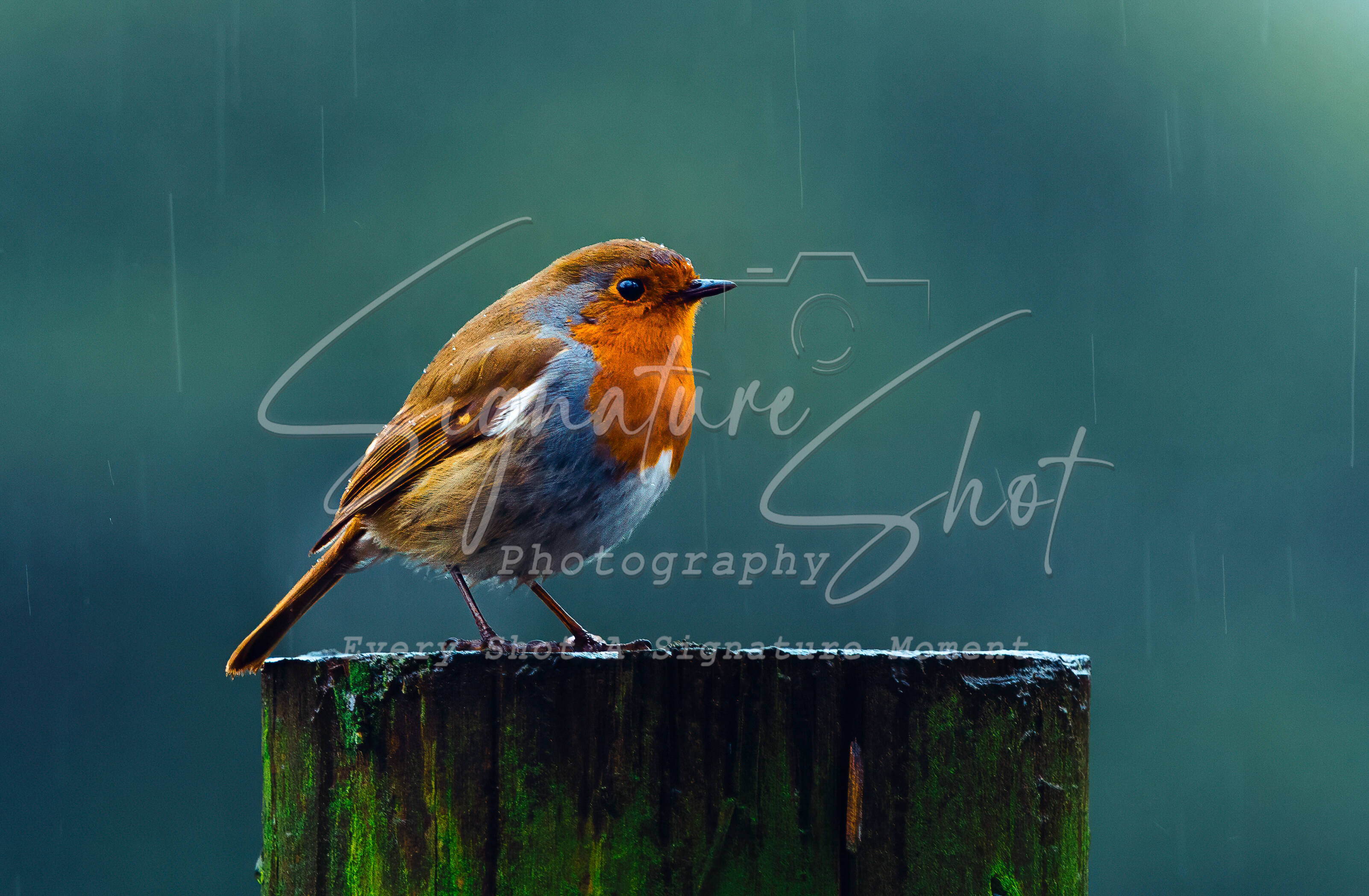 Beautiful Robin In The Rain | Fine Art Framed A4 Print